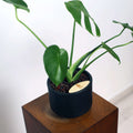 Monstera in Haku pot