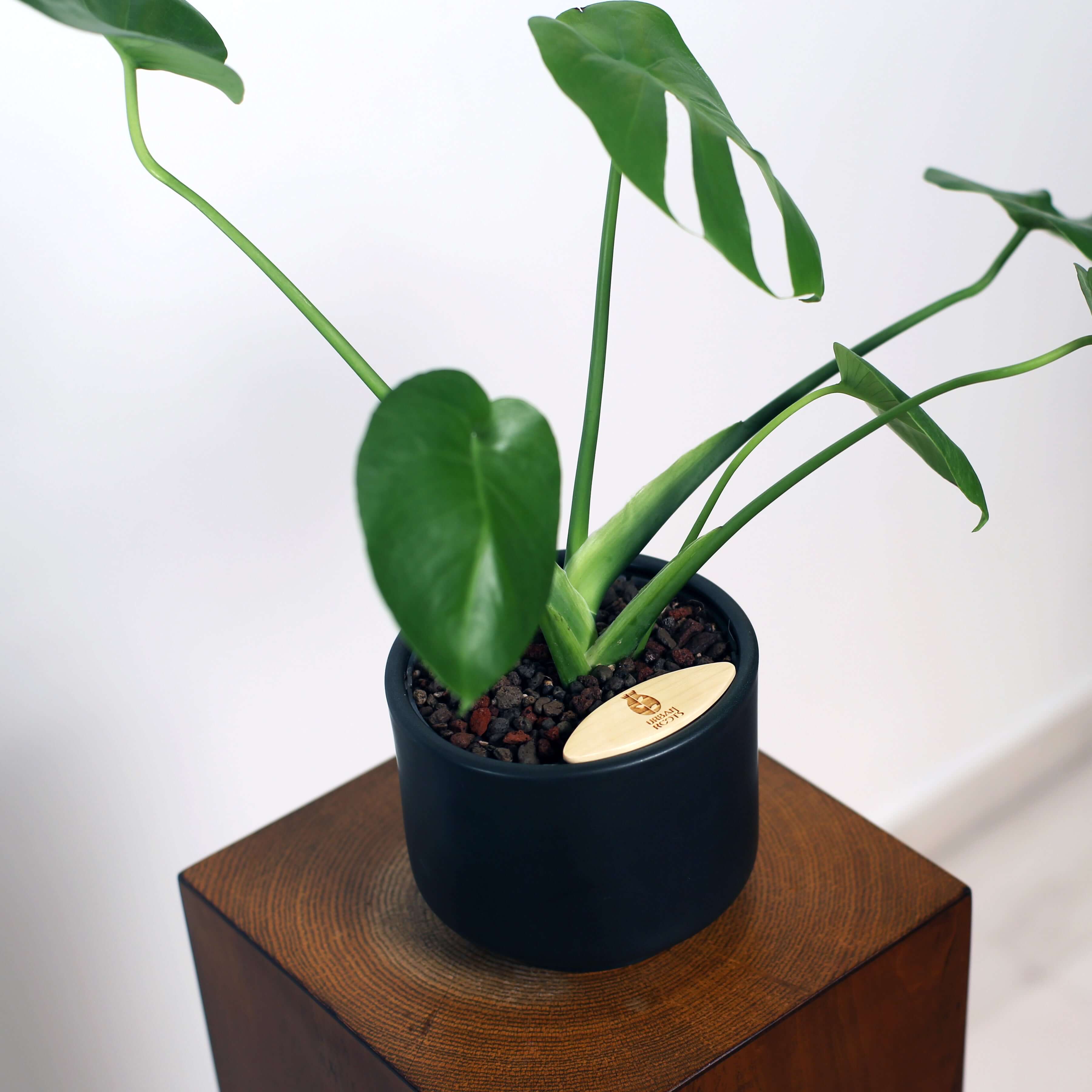 Monstera in Haku pot