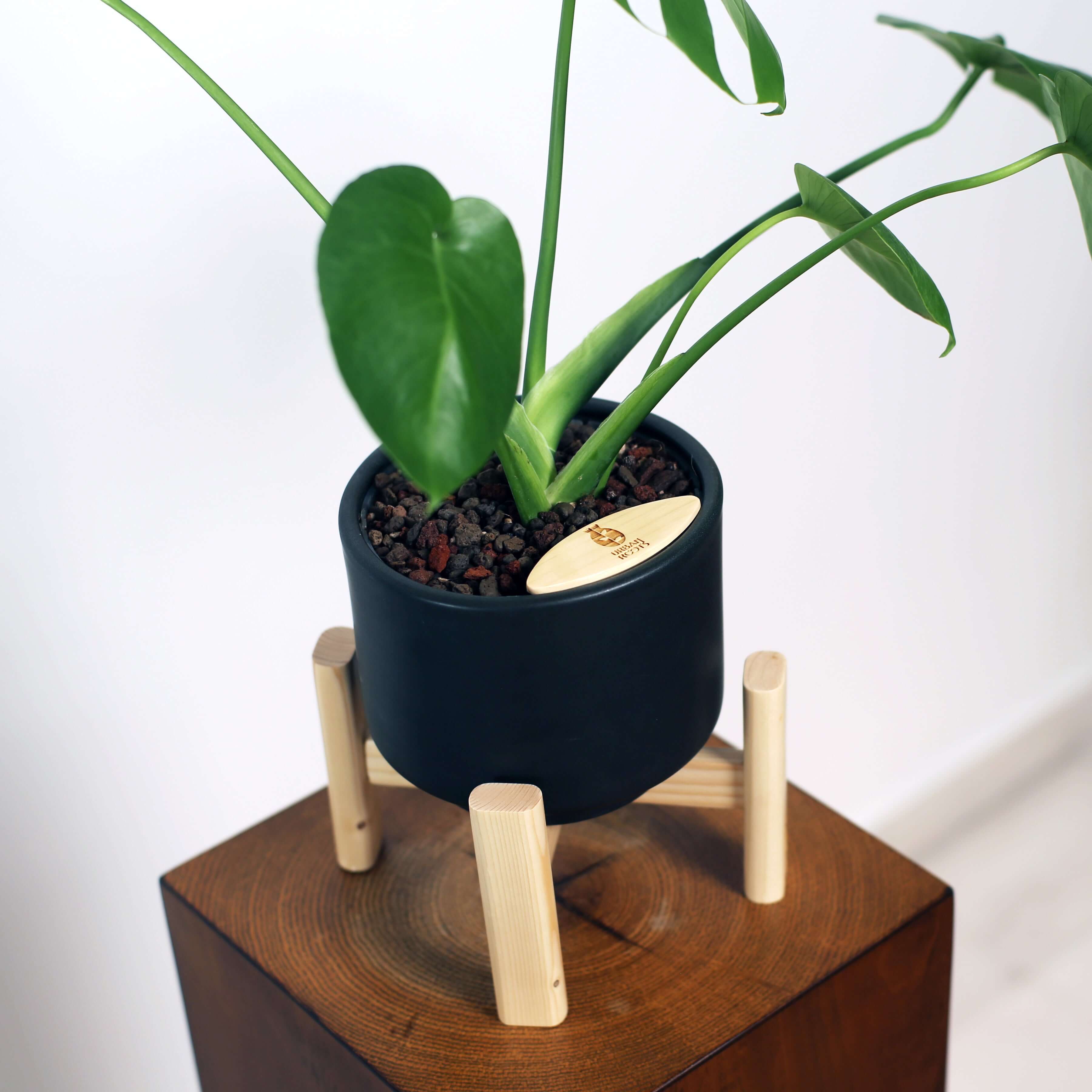 Monstera in Haku pot