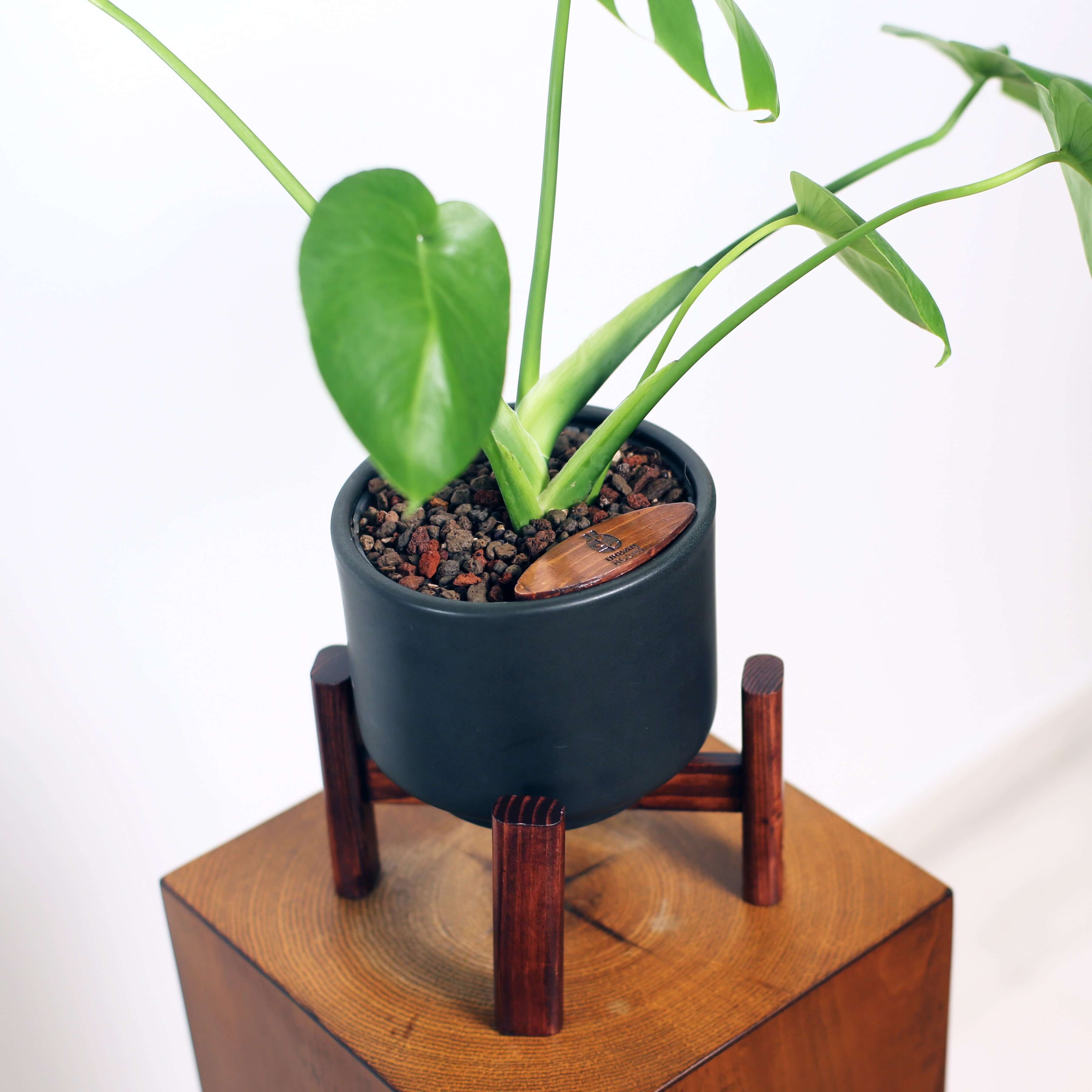 Monstera in Haku pot