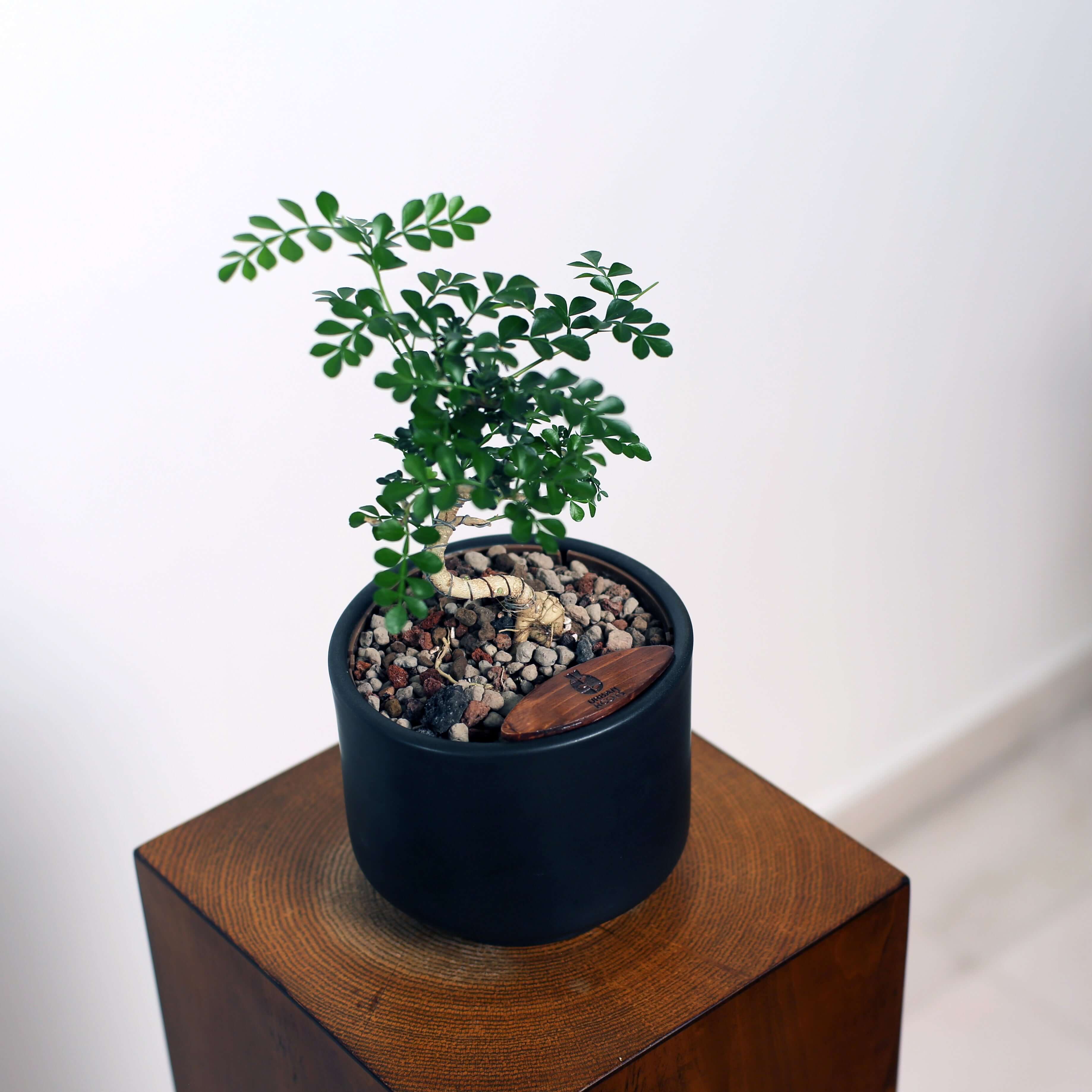 Bonsai in Haku pot (Feroniea Lucida Bonsai)