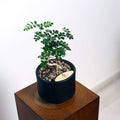 Bonsai in Haku pot (Feroniella Lucida Bonsai)