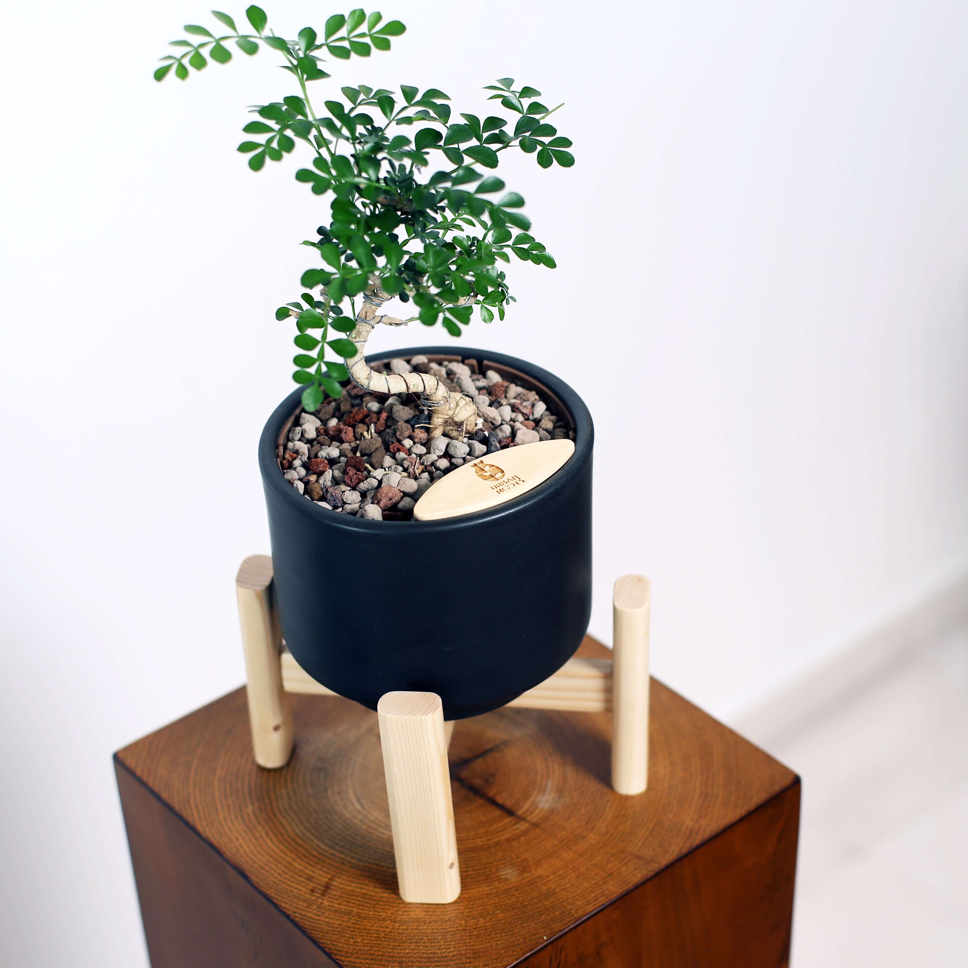 Bonsai in Haku pot (Feroniea Lucida Bonsai)