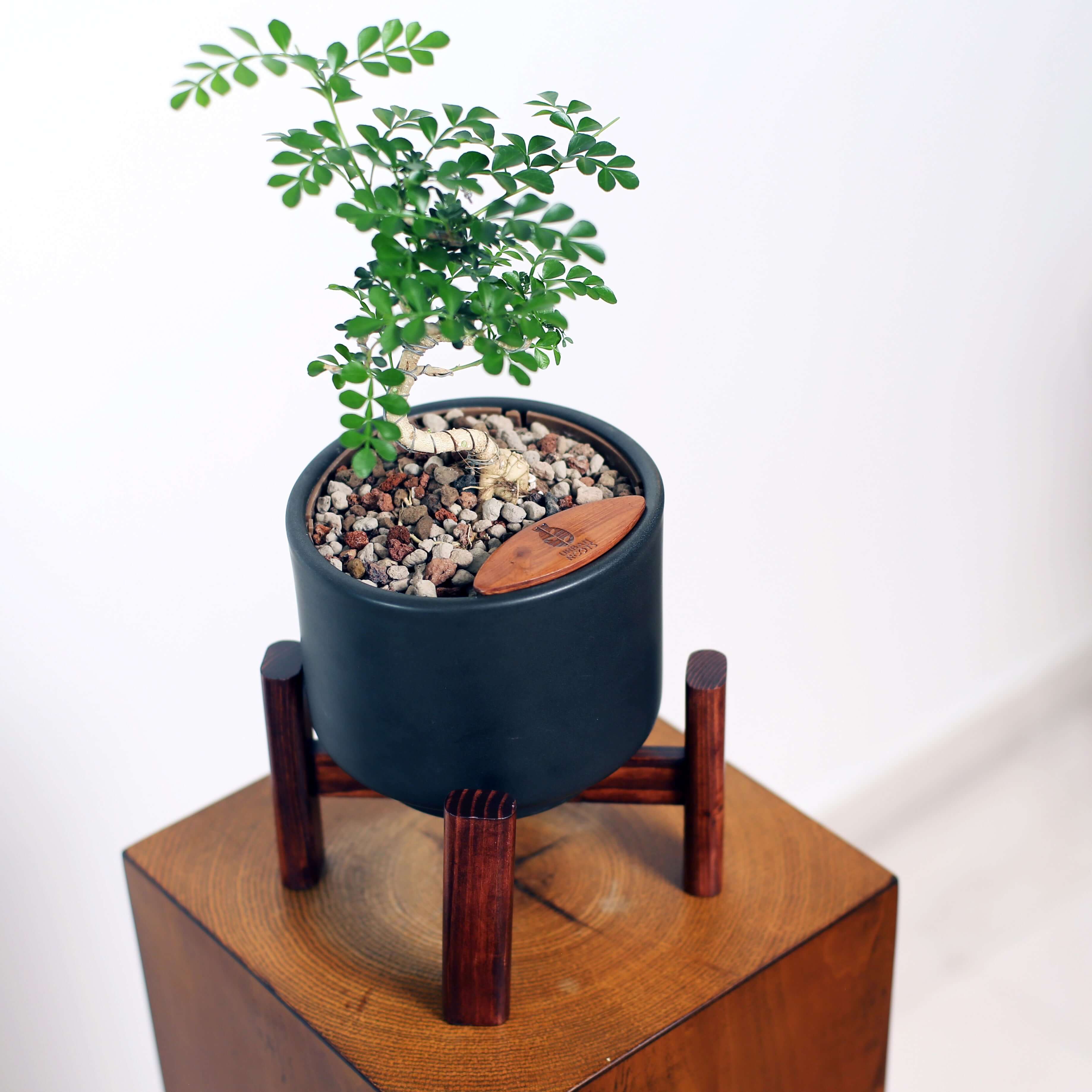 Bonsai in Haku pot (Feroniea Lucida Bonsai)