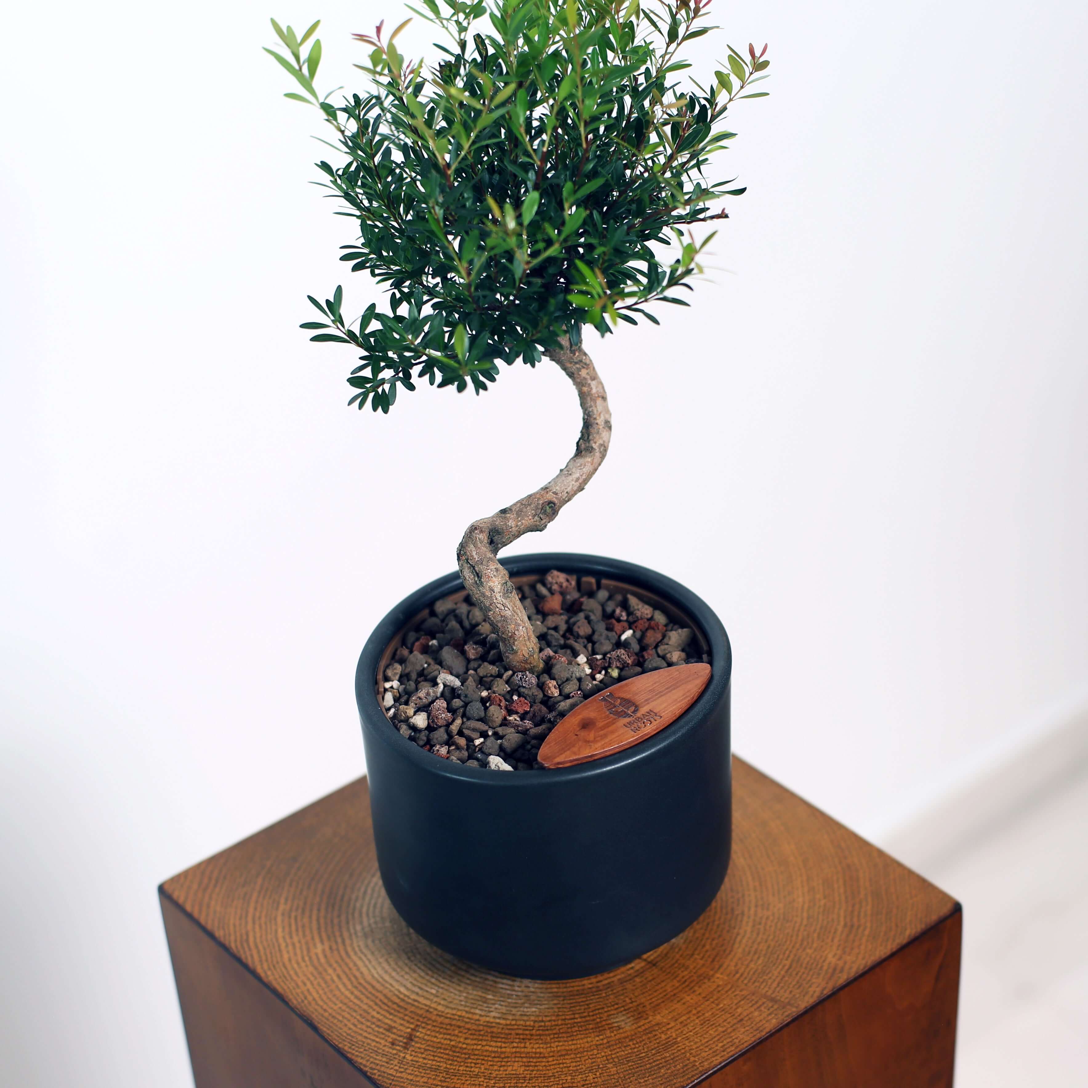 Bonsai in Haku pot (Syzygium buxifolium)