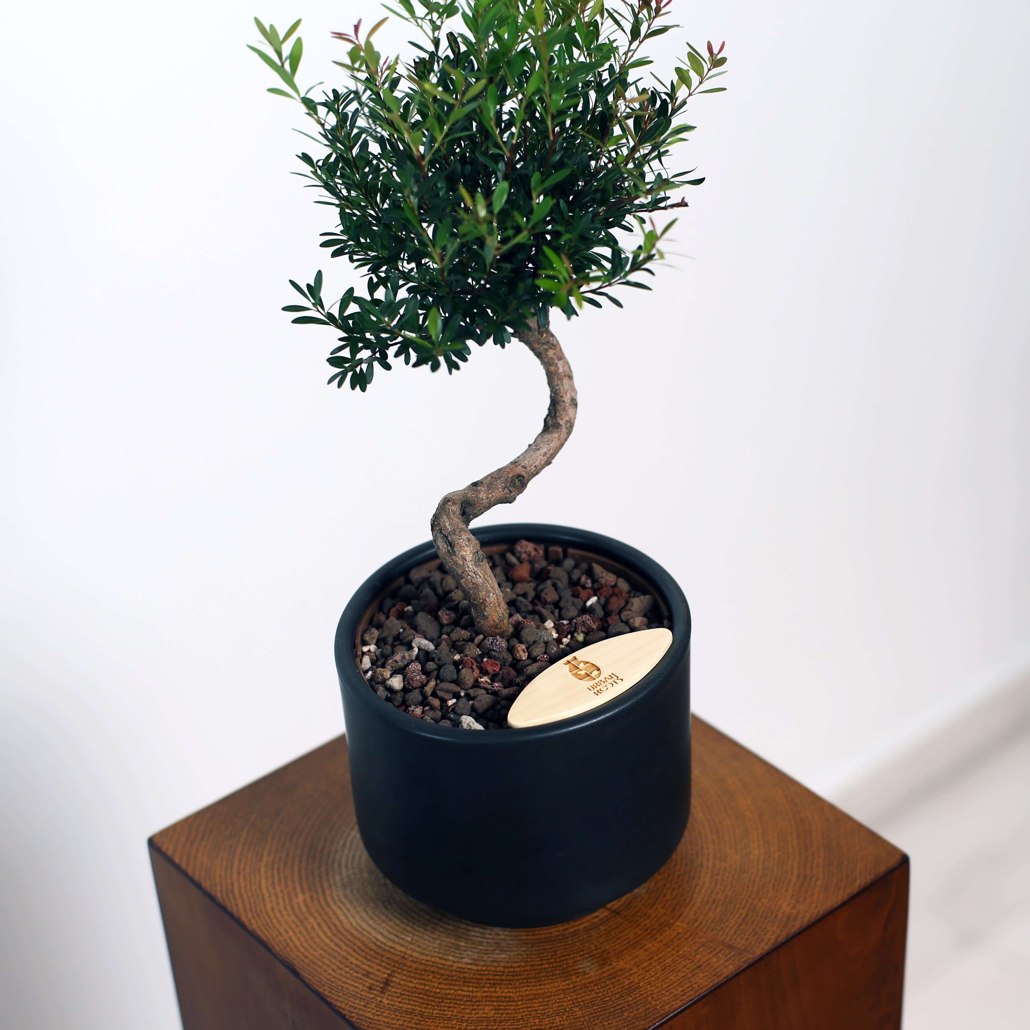 Bonsai in Haku pot (Syzygium buxifolium)