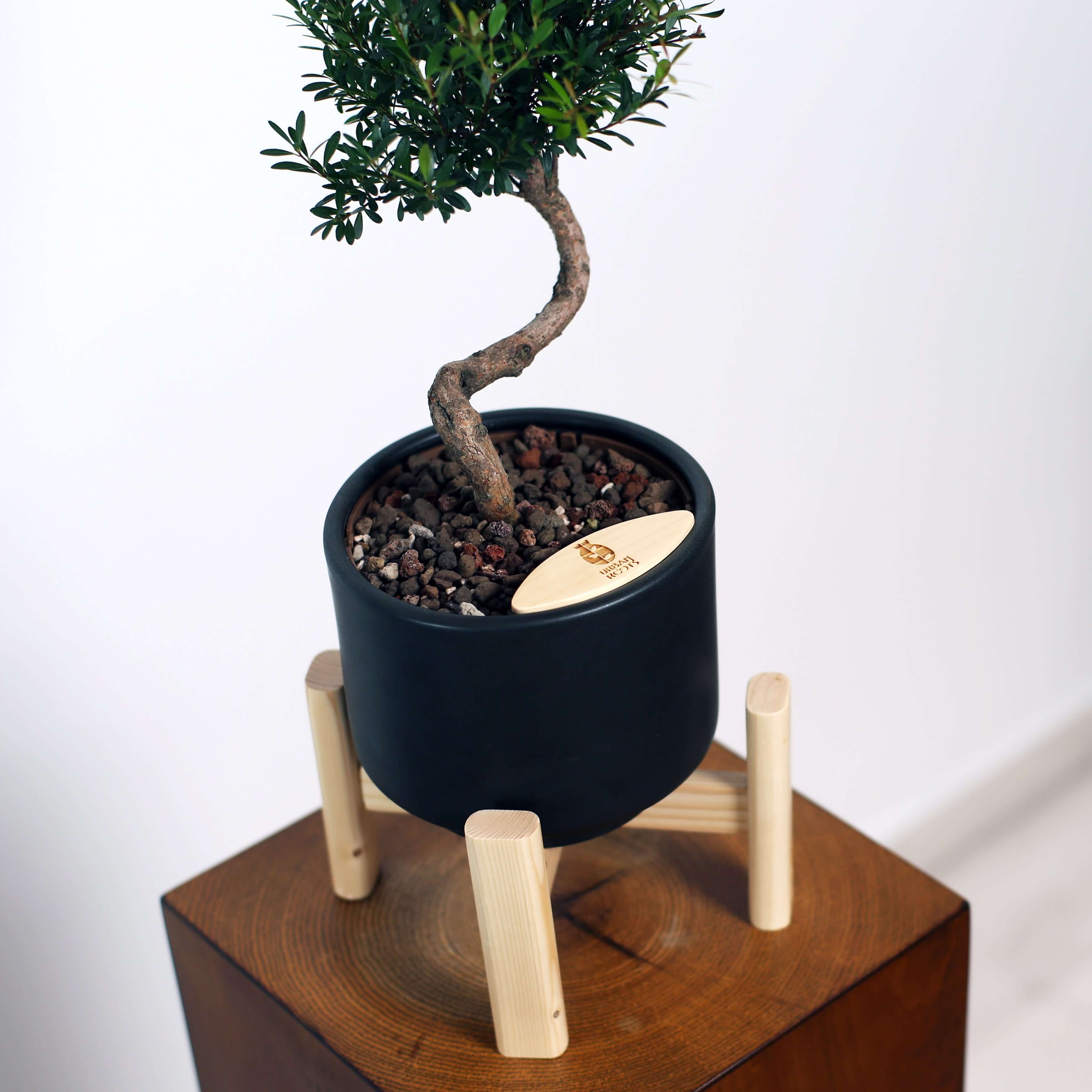 Bonsai in Haku pot (Syzygium buxifolium)