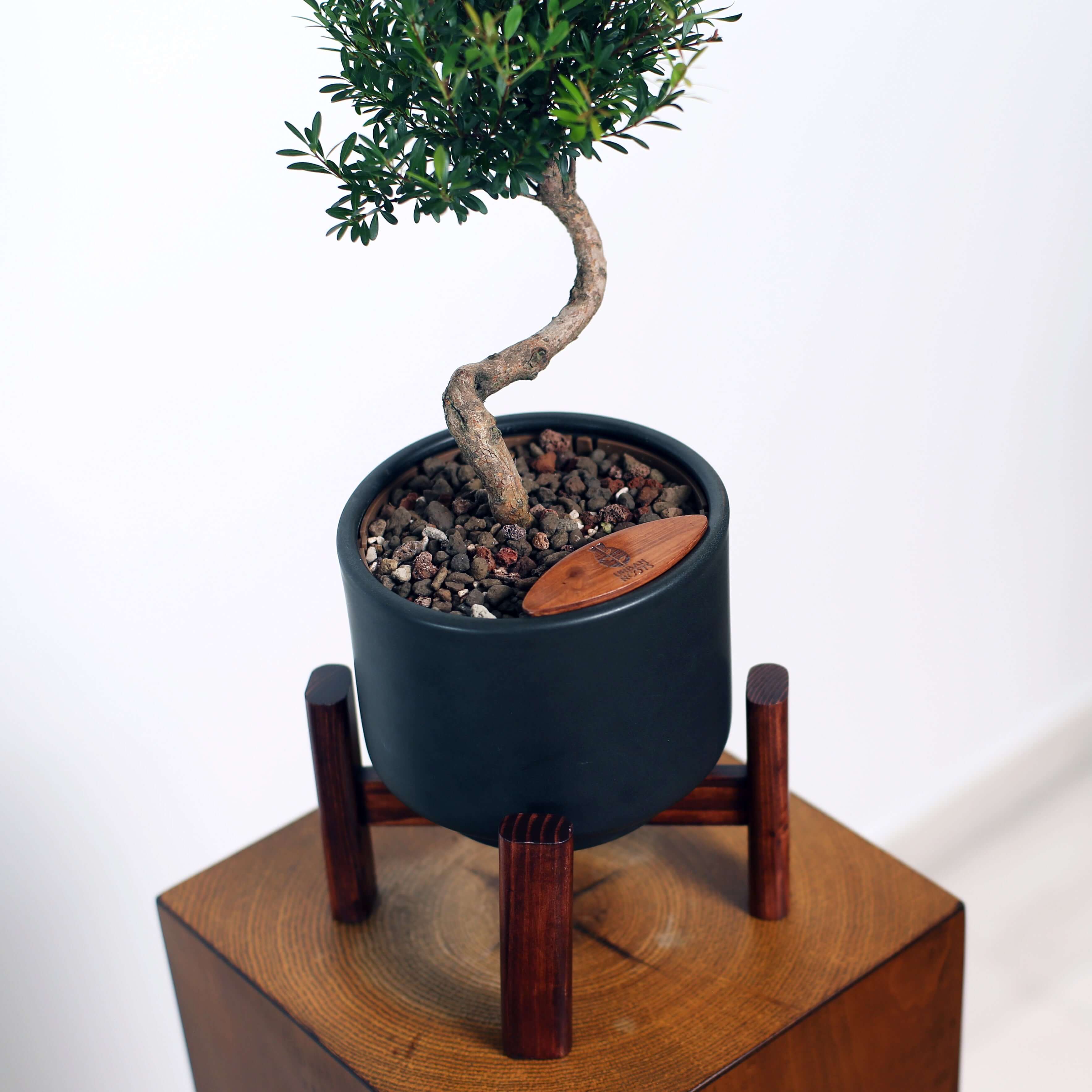 Bonsai in Haku pot (Syzygium buxifolium)