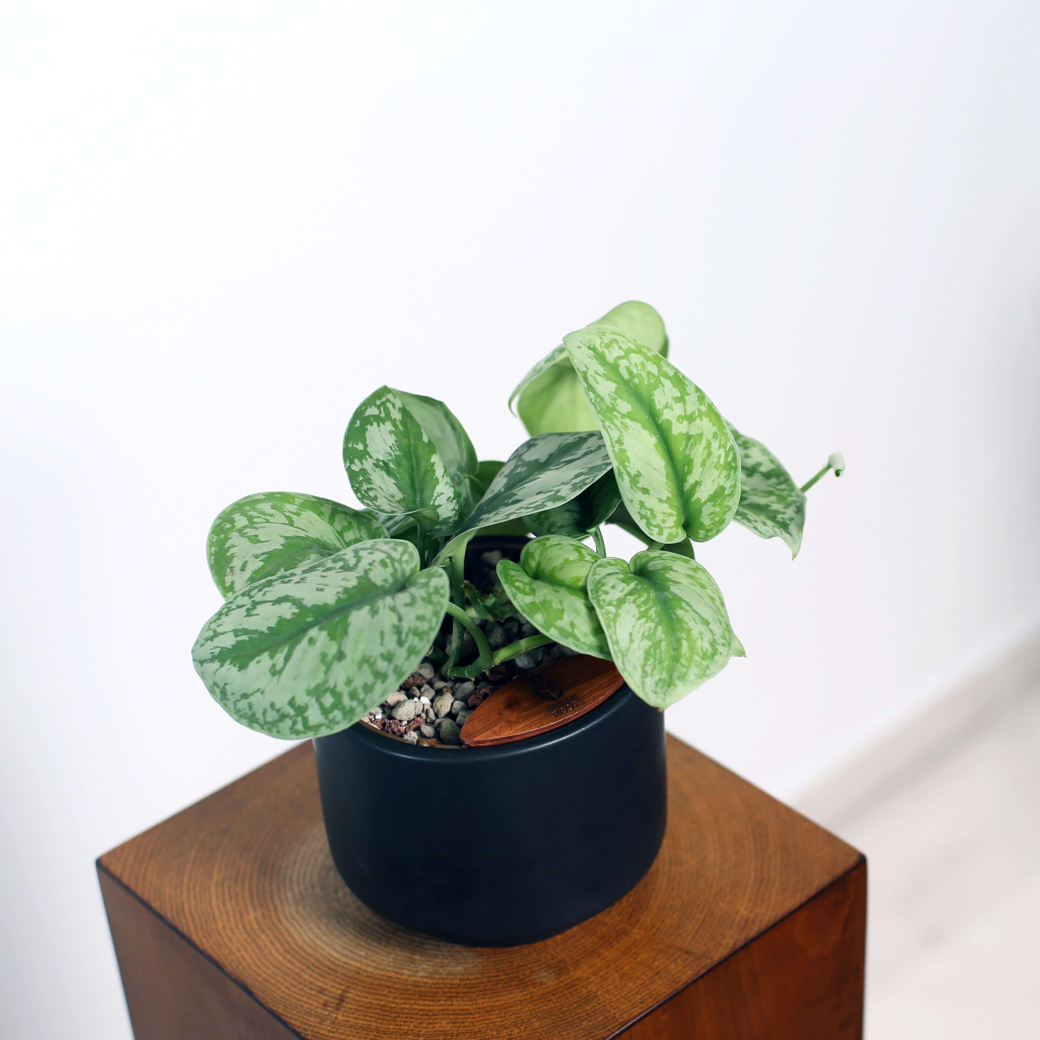 Satin Pothos in Haku pot (Scindapsus Pictus)