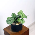 Satin Pothos in Haku pot (Scindapsus Pictus)