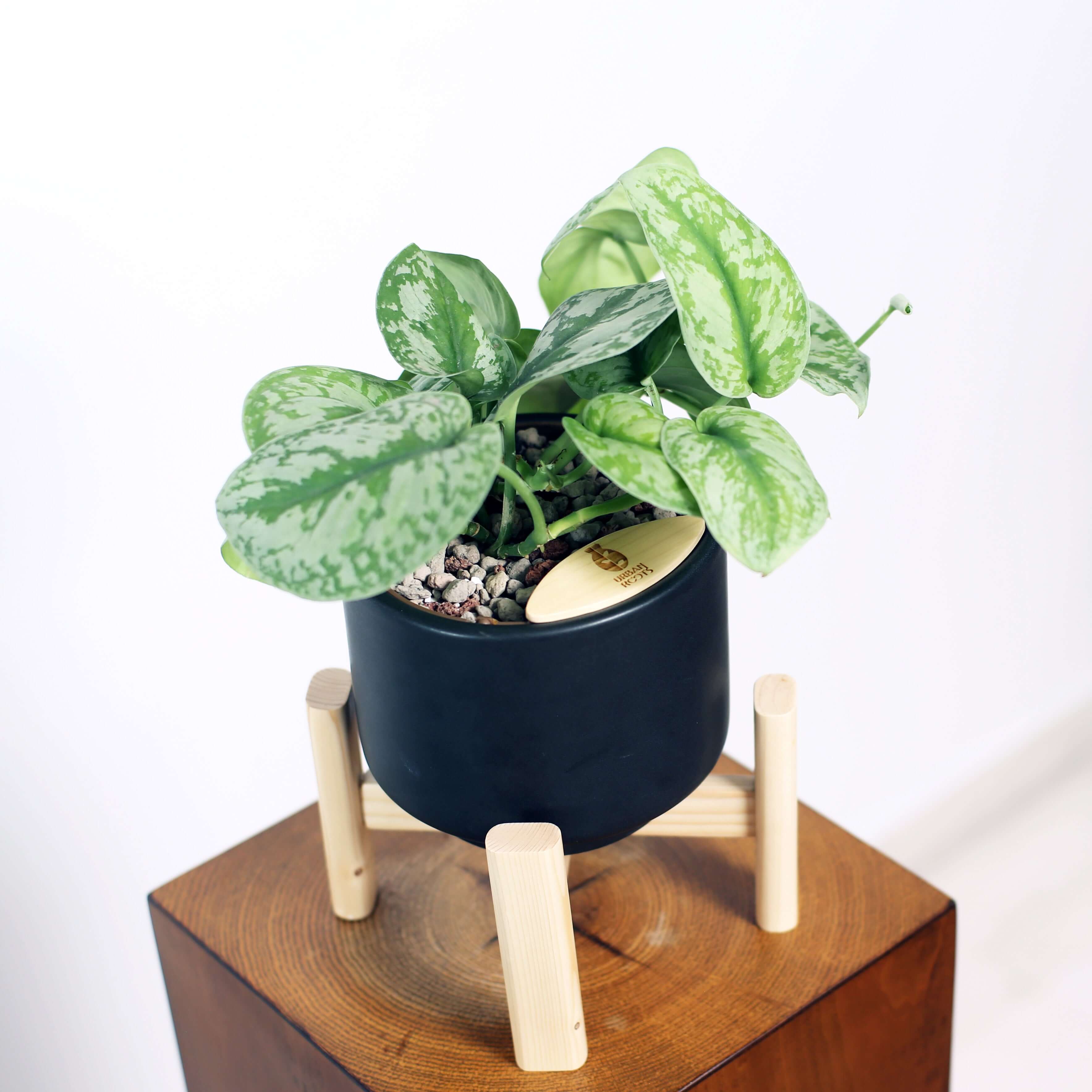 Satin Pothos in Haku pot (Scindapsus Pictus)