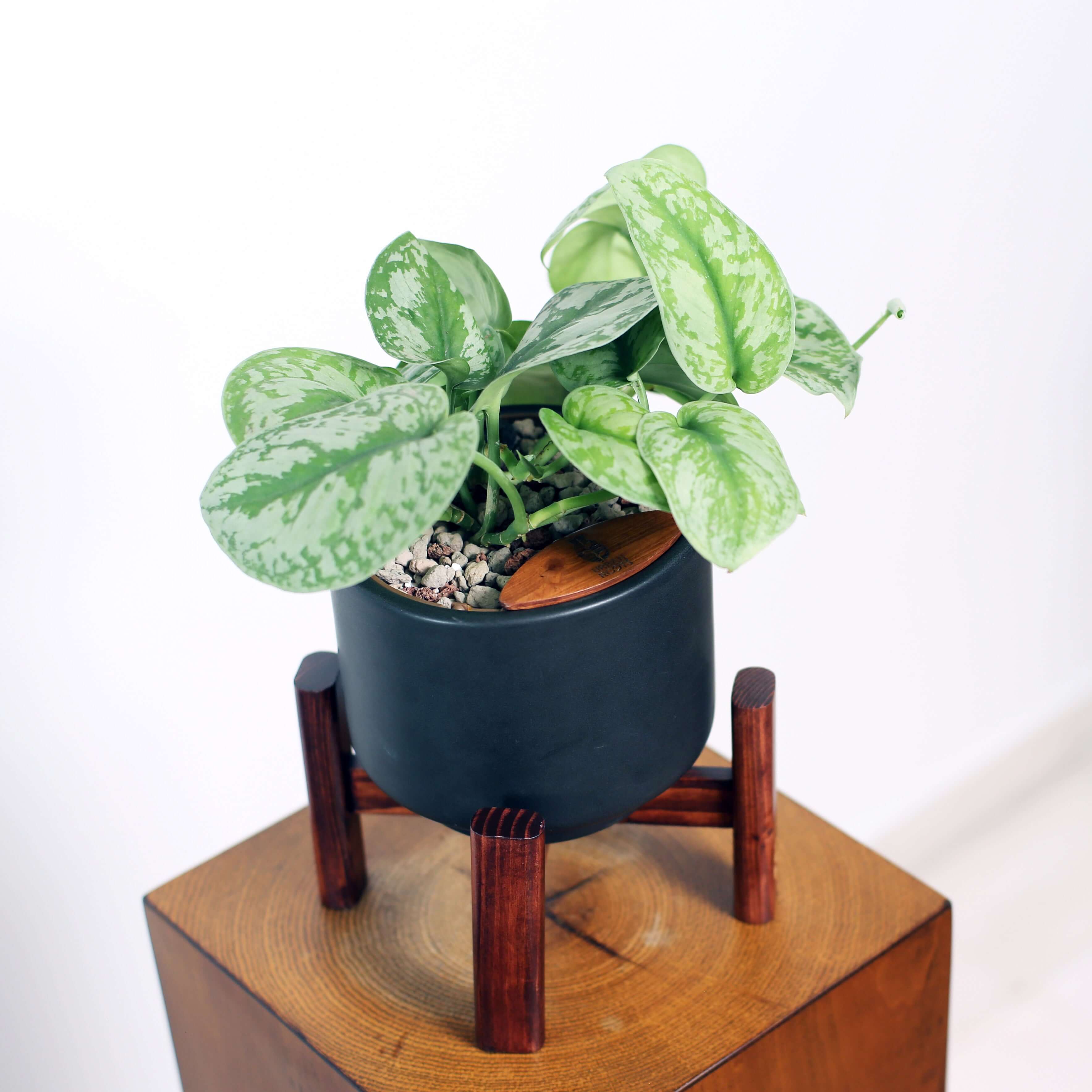 Satin Pothos in Haku pot (Scindapsus Pictus)