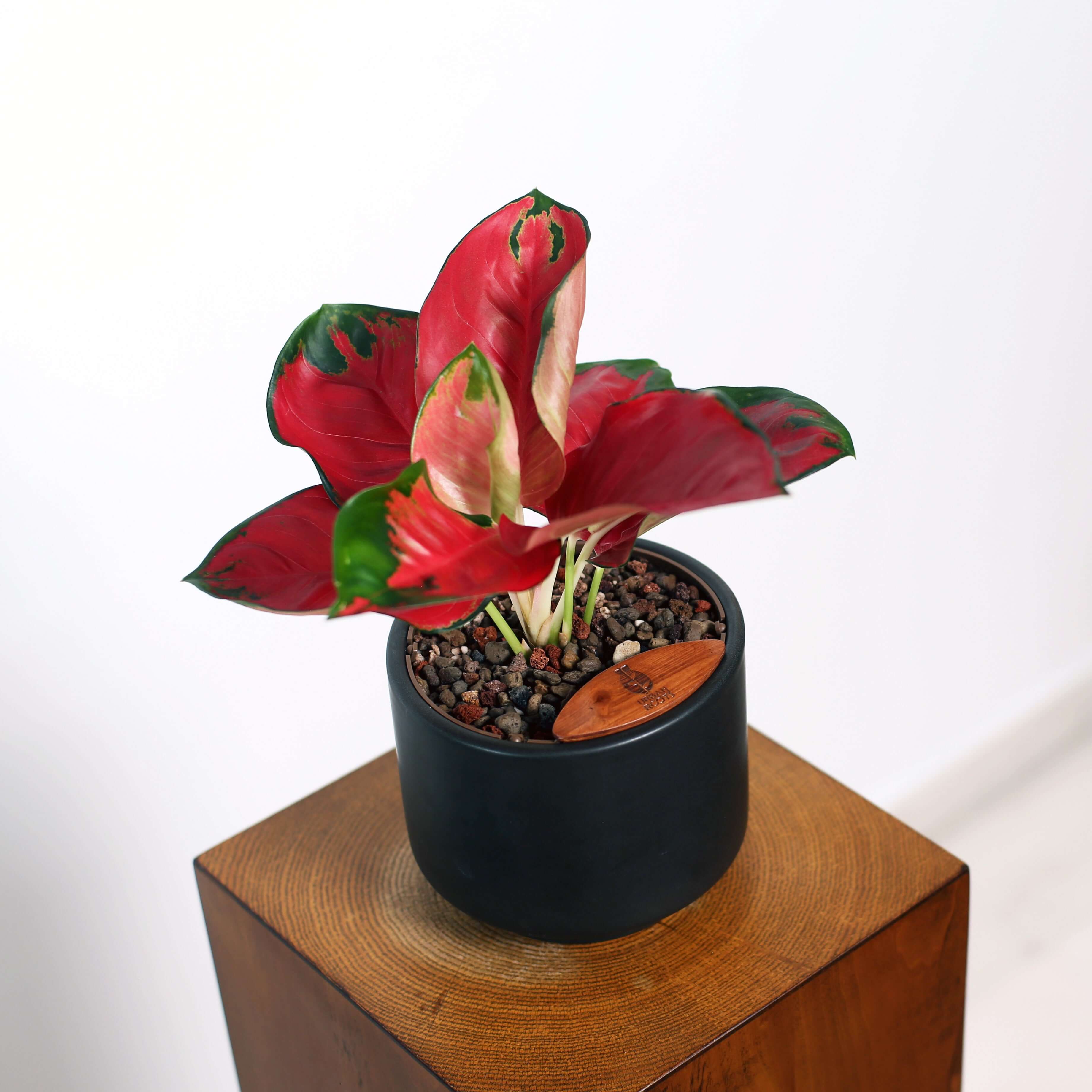 Aglaonema in Haku pot