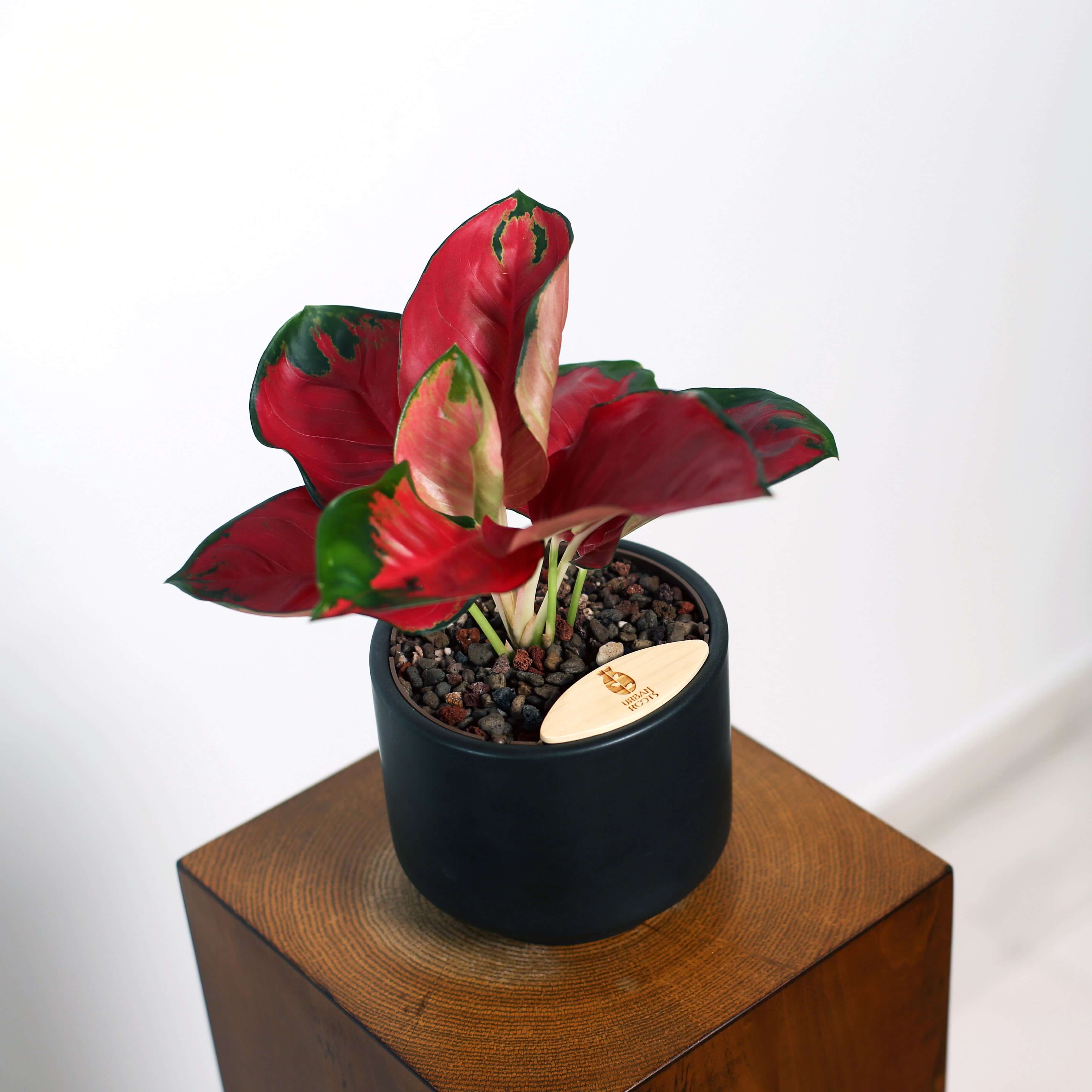 その他観葉植物 Zz Deep Red ZZ Plant (Zamioculcas zamiifolia) in Haku Self-Watering Pot
