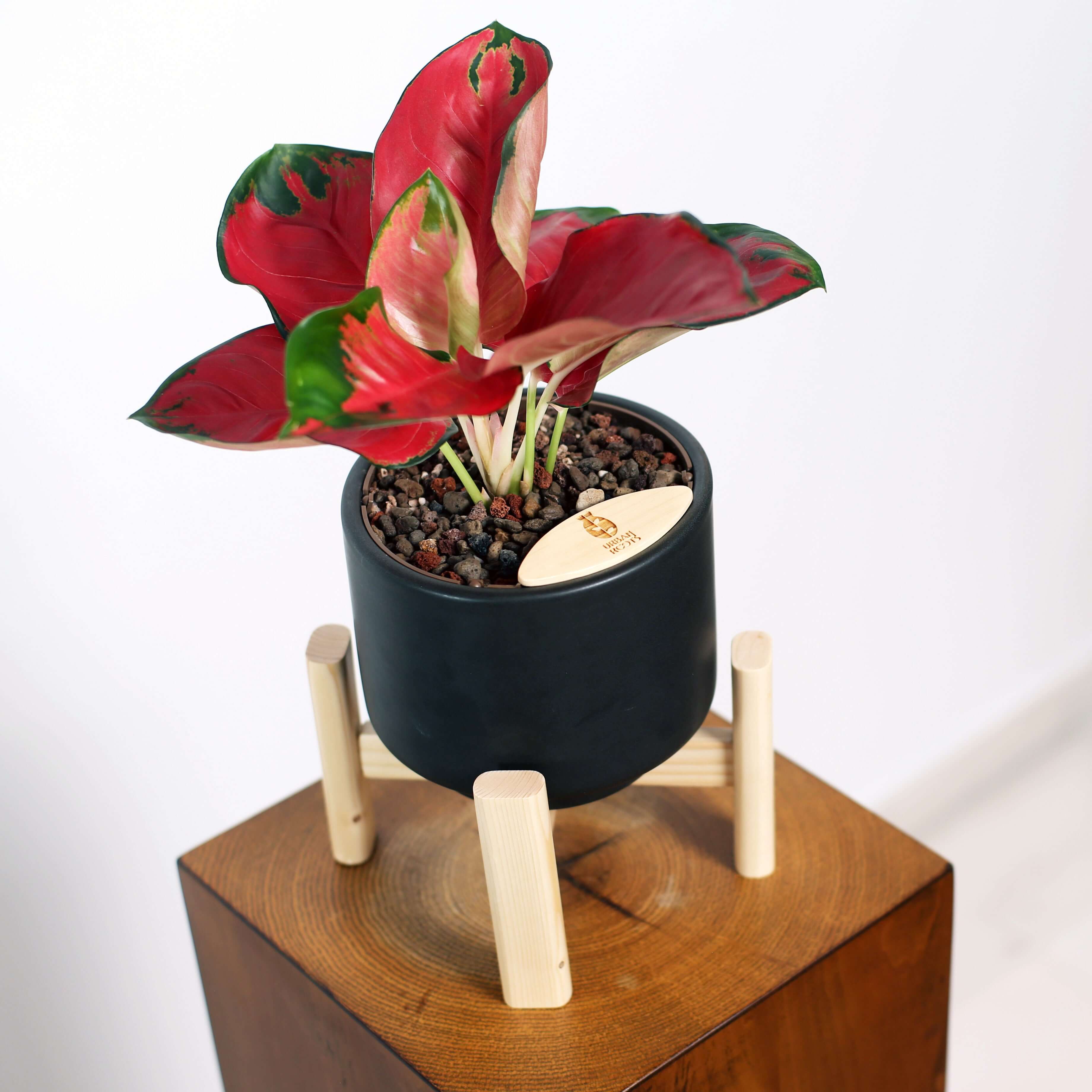 Aglaonema in Haku pot