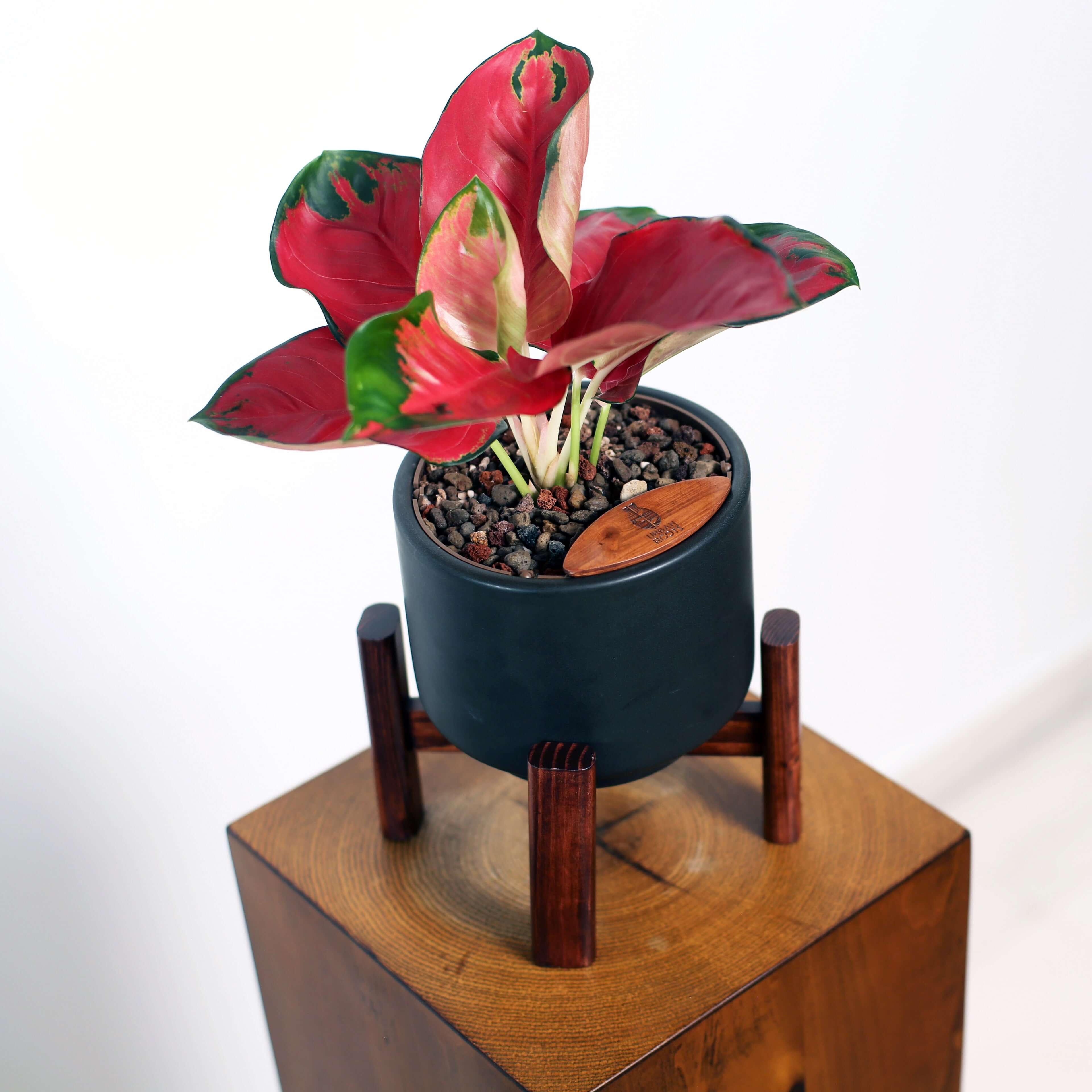 Aglaonema in Haku pot