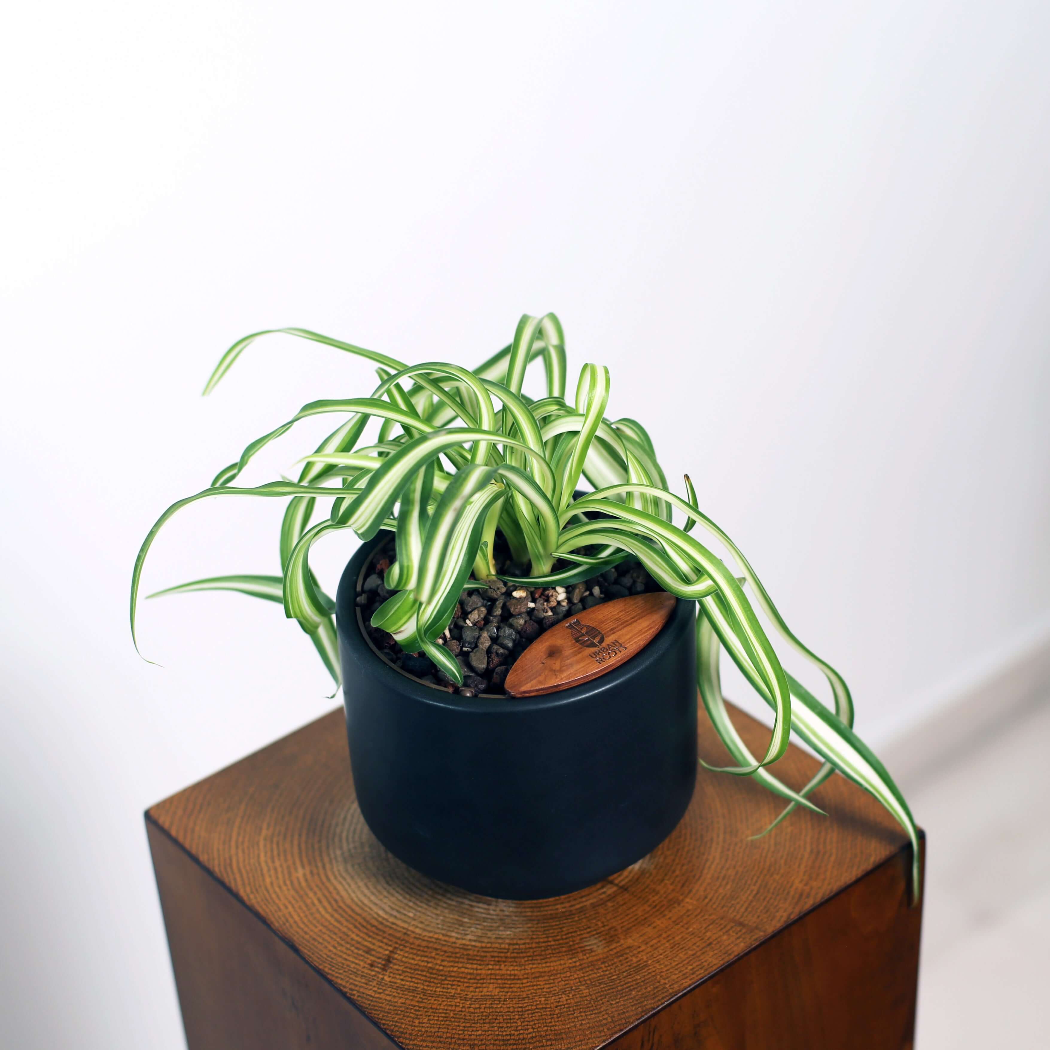Bonnie Spider Plant in Haku pot (Chlorophytum comosum)