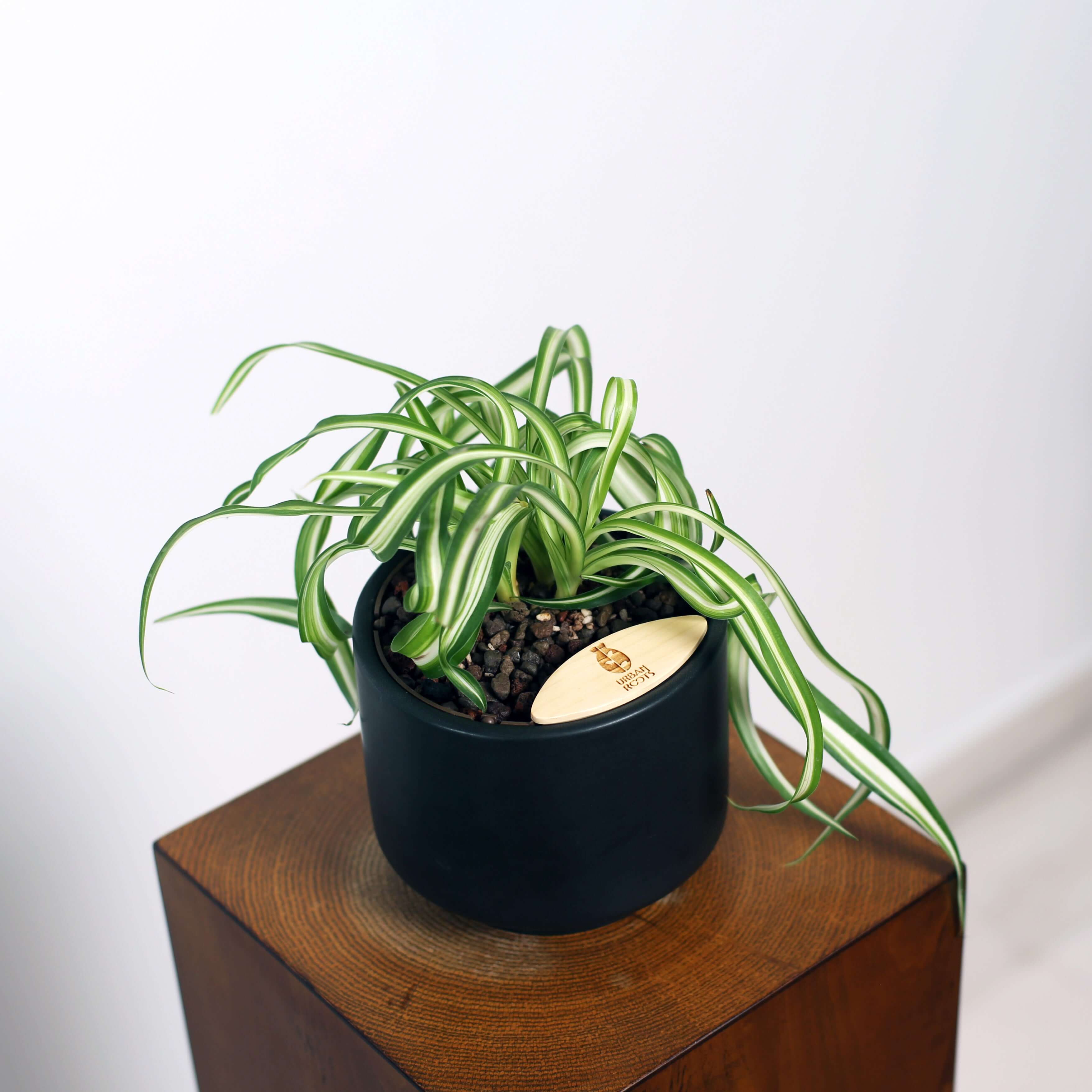Bonnie Spider Plant in Haku pot (Chlorophytum comosum)