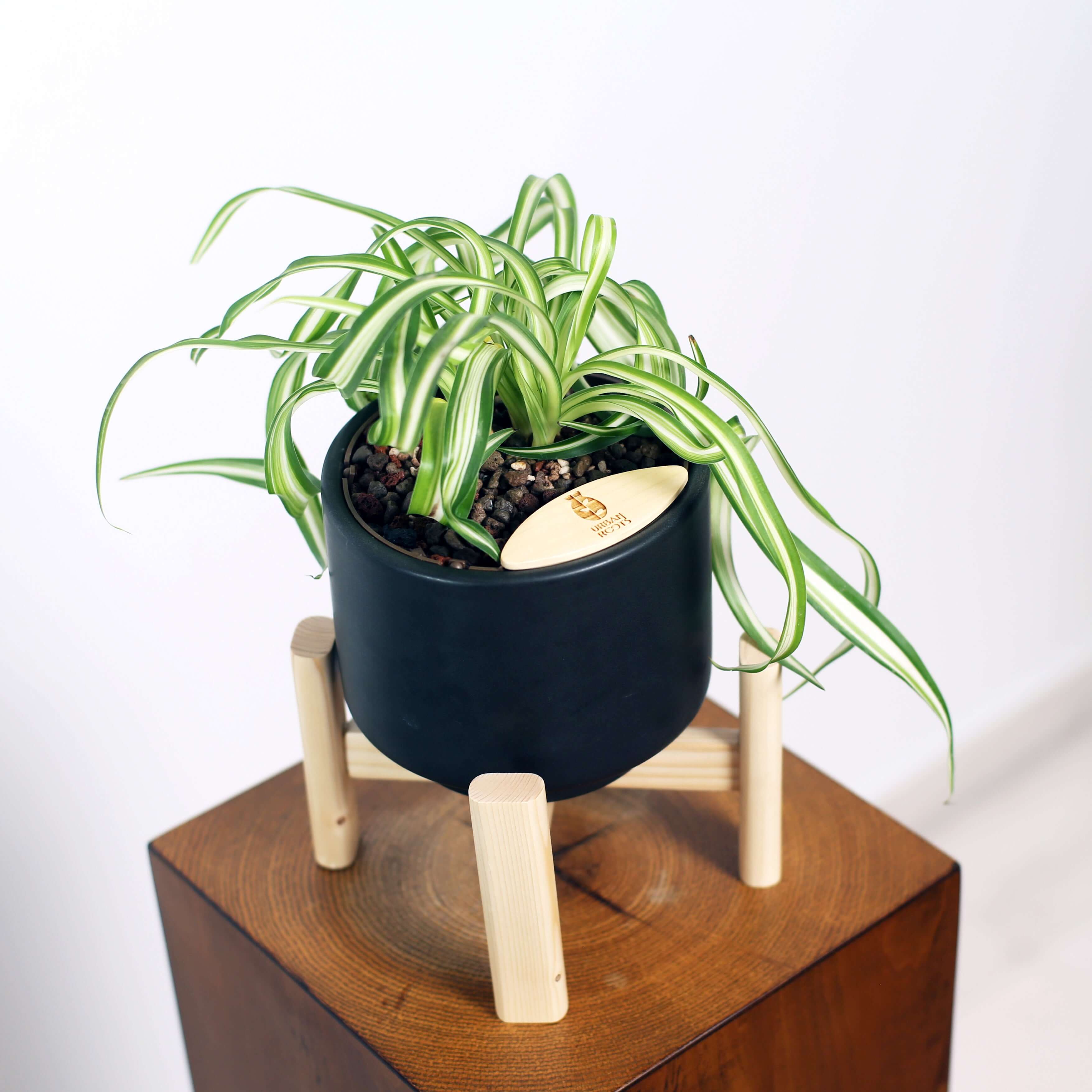 Bonnie Spider Plant in Haku pot (Chlorophytum comosum)