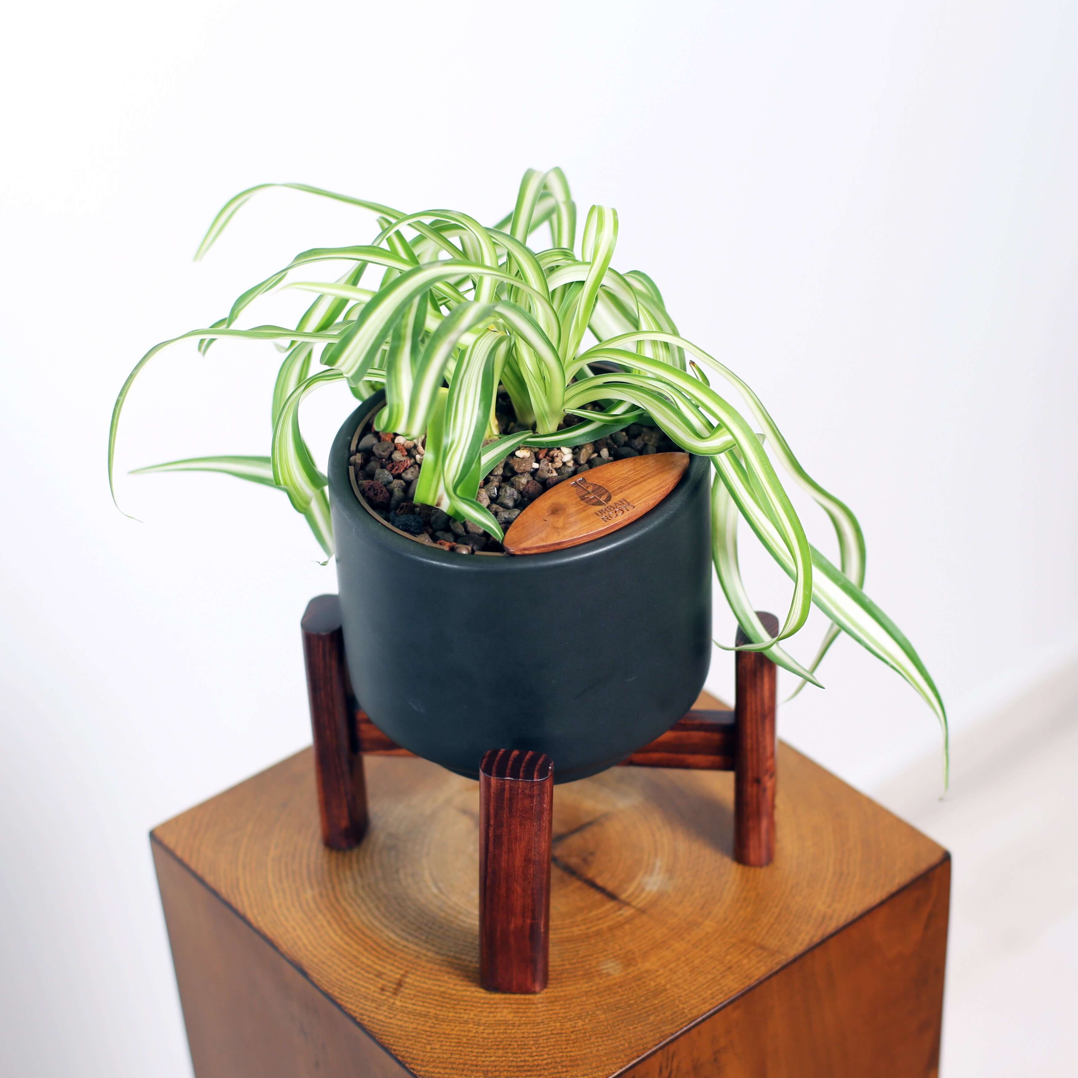 Bonnie Spider Plant in Haku pot (Chlorophytum comosum)