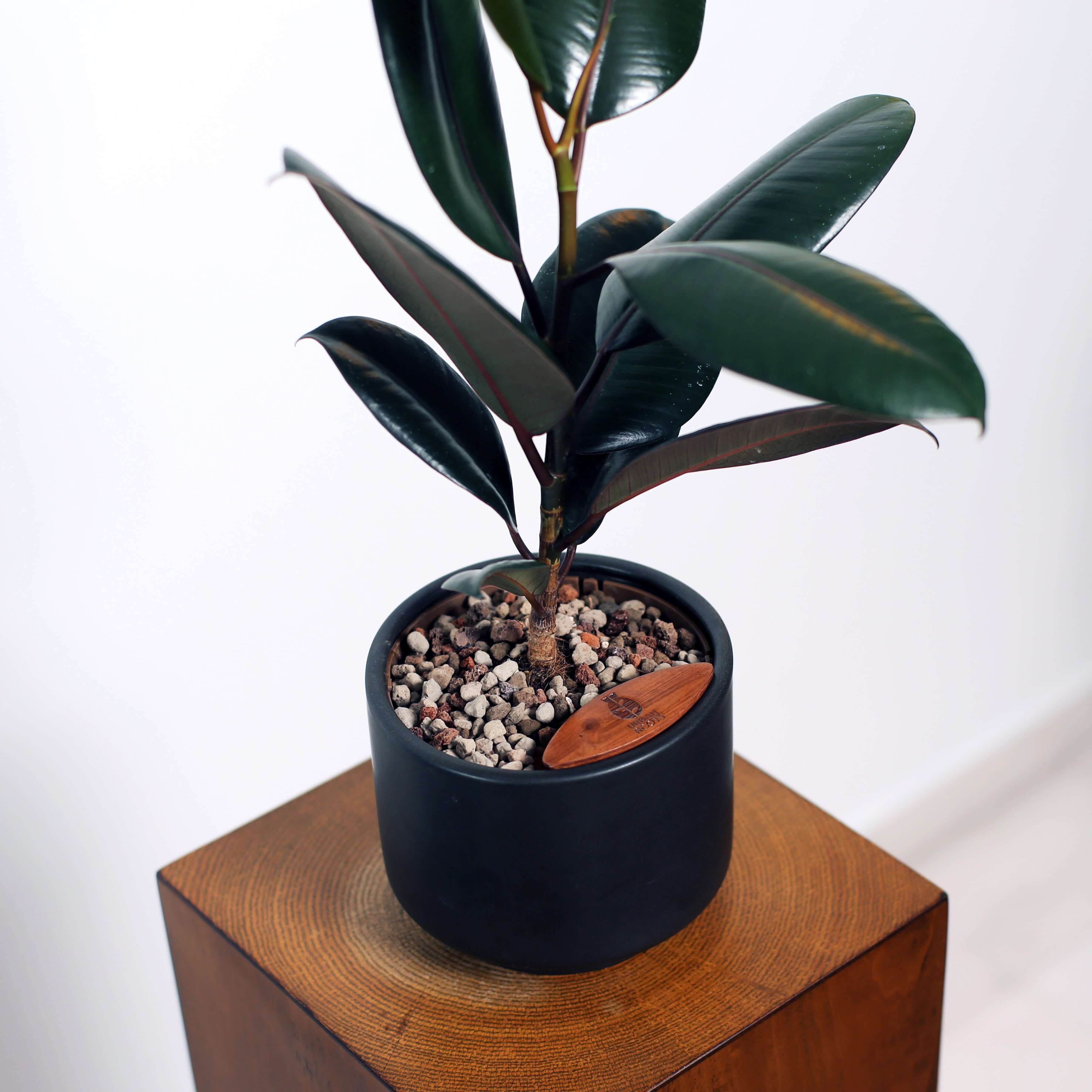 Rubber Fig in Haku pot (Ficus Elastica)