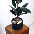 Rubber Fig in Haku pot (Ficus Elastica)
