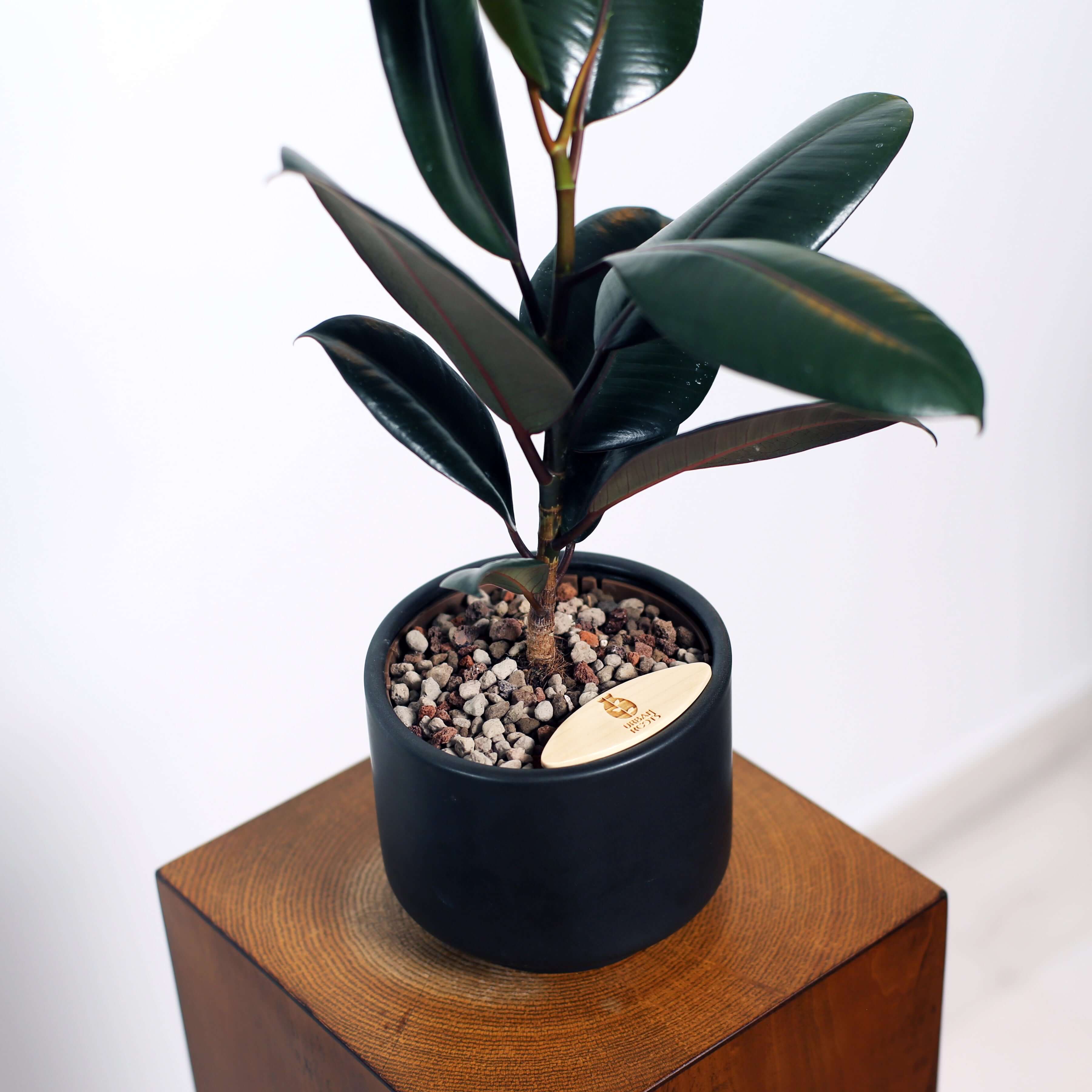 Rubber Fig in Haku pot (Ficus Elastica)
