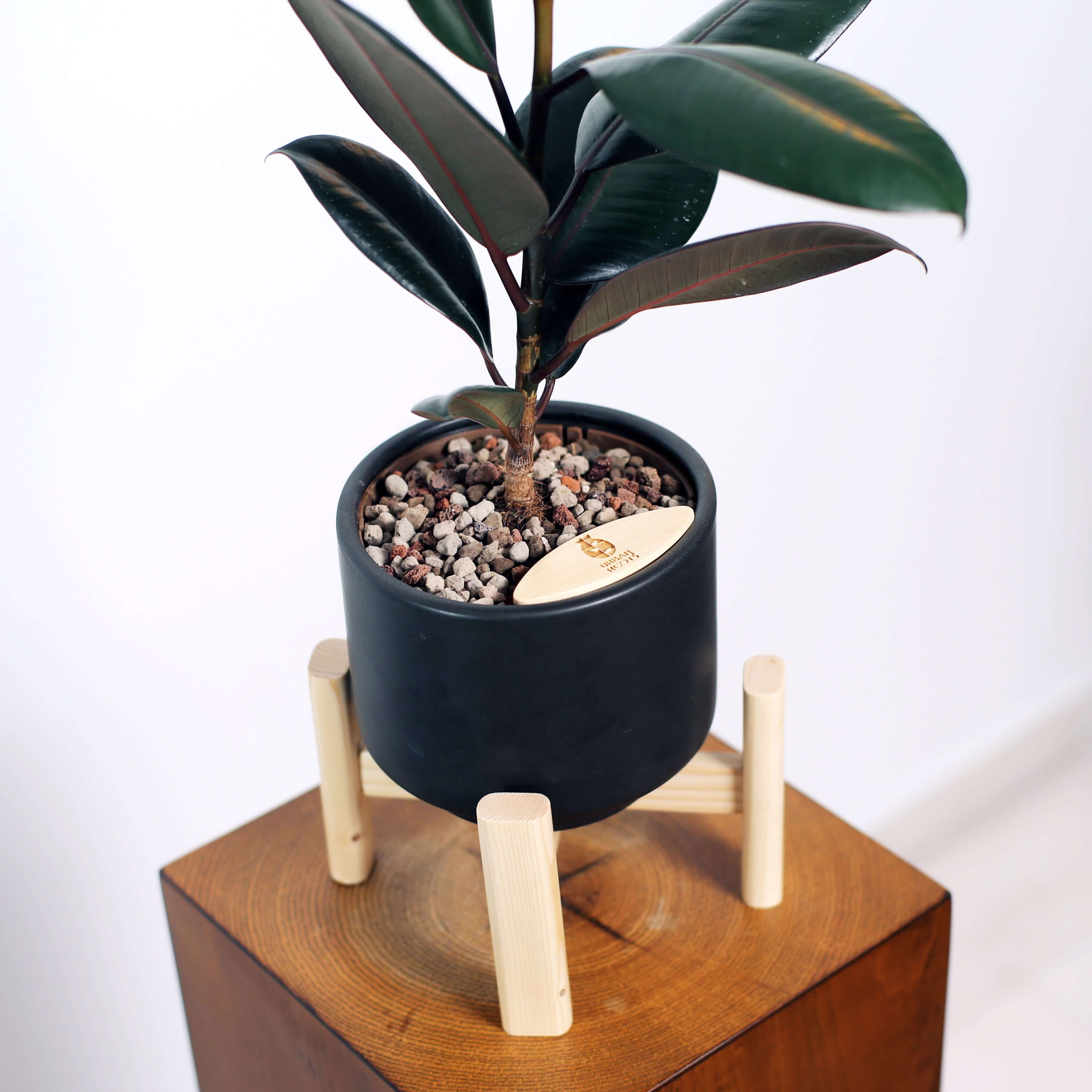 Rubber Fig in Haku pot (Ficus Elastica)