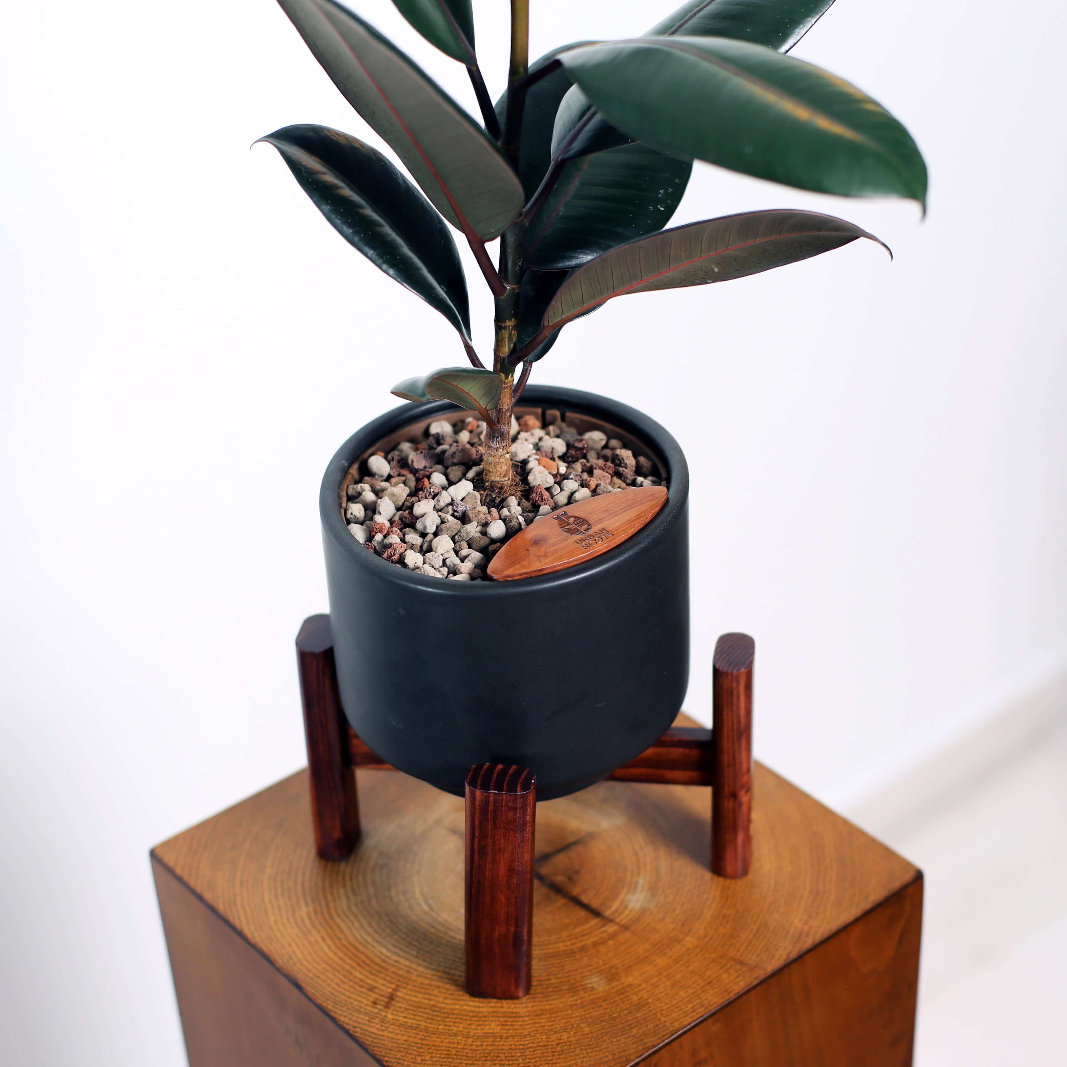 Rubber Fig in Haku pot (Ficus Elastica)