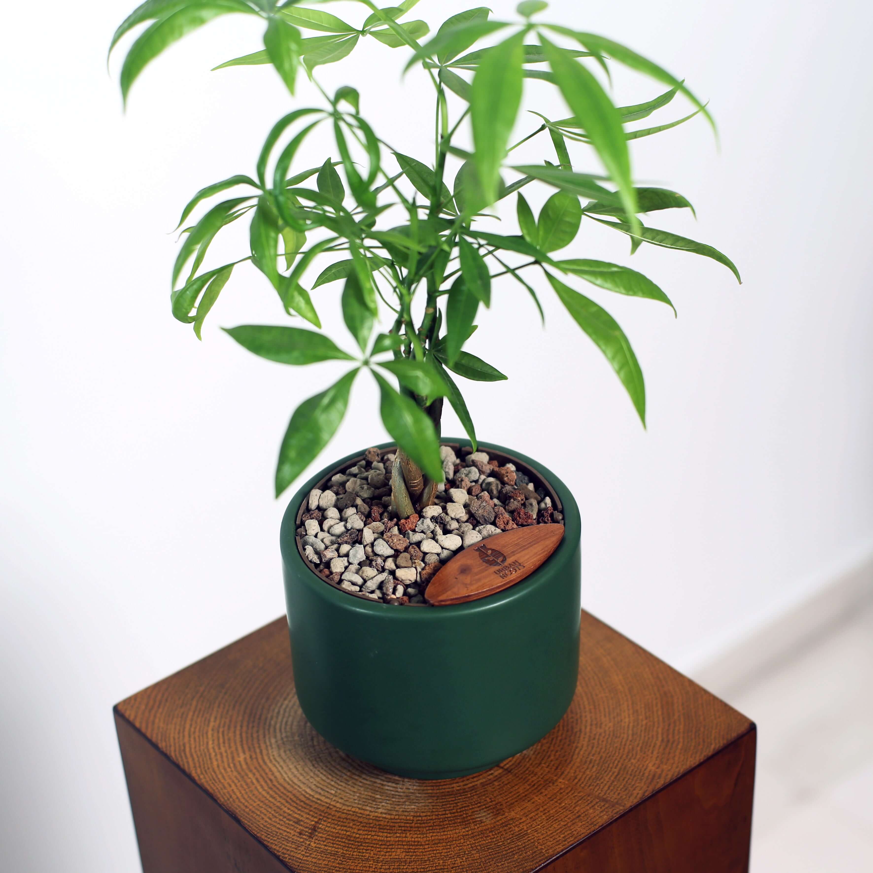 Money Tree in Haku pot (Pachira Aquatica)