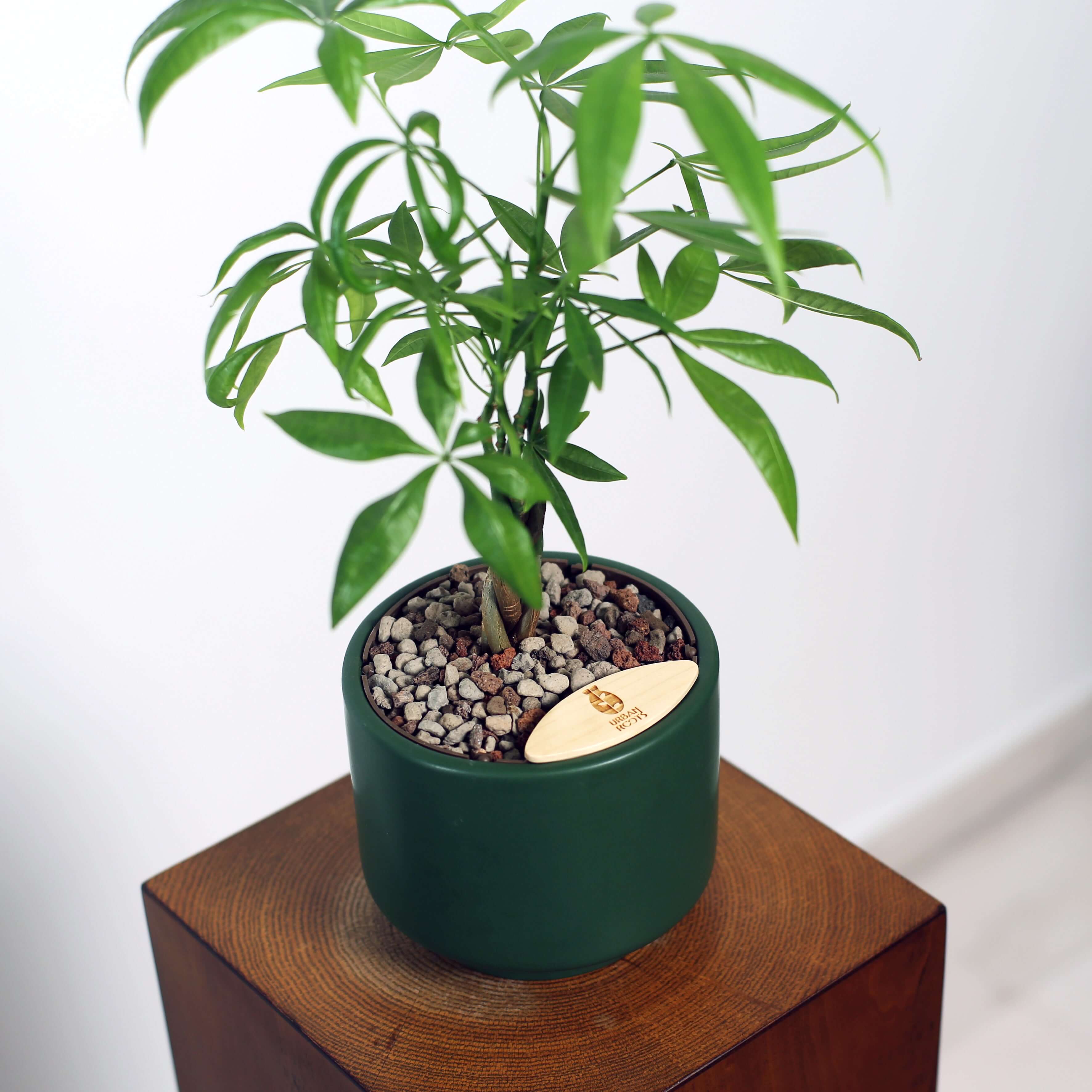 Money Tree in Haku pot (Pachira Aquatica)