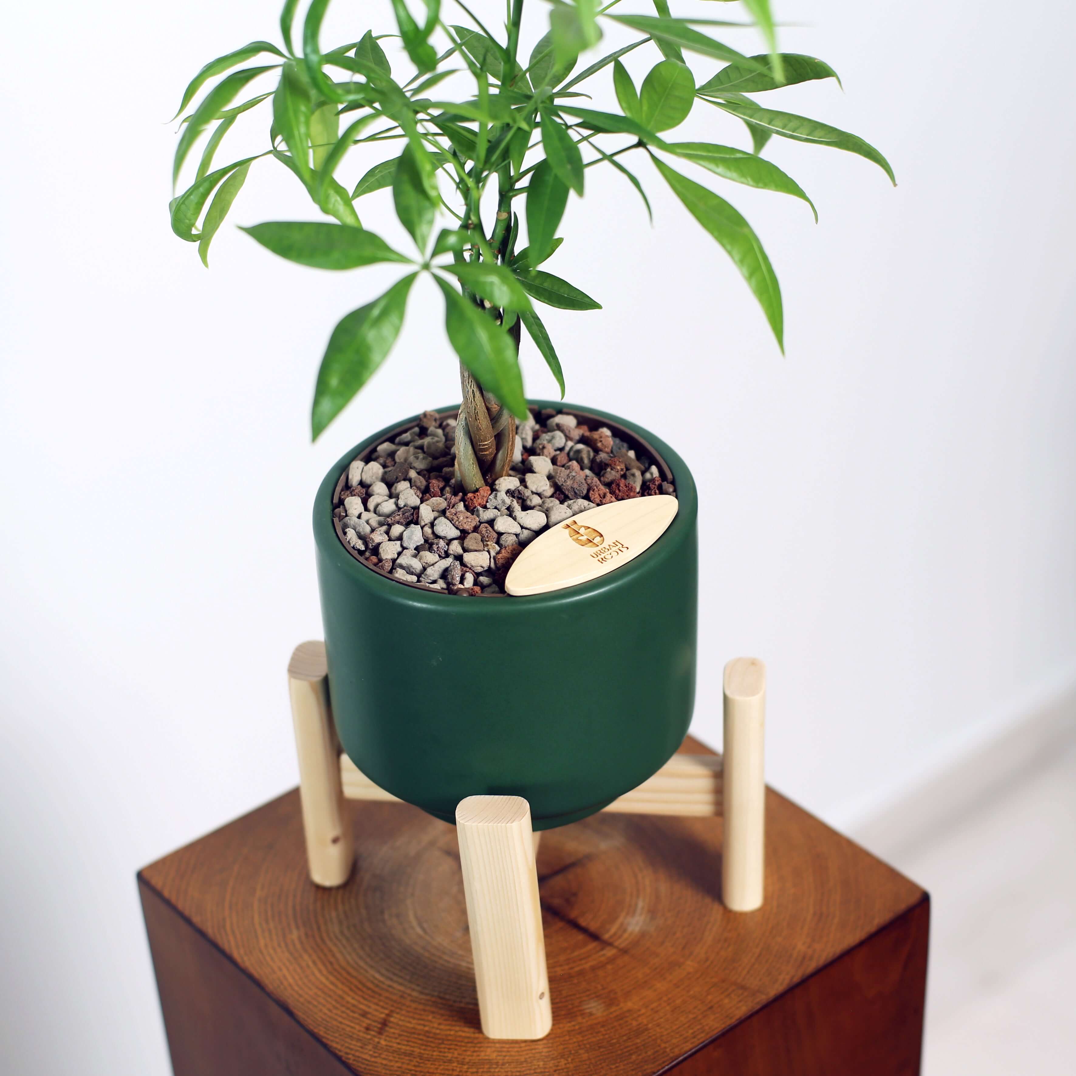Money Tree in Haku pot (Pachira Aquatica)