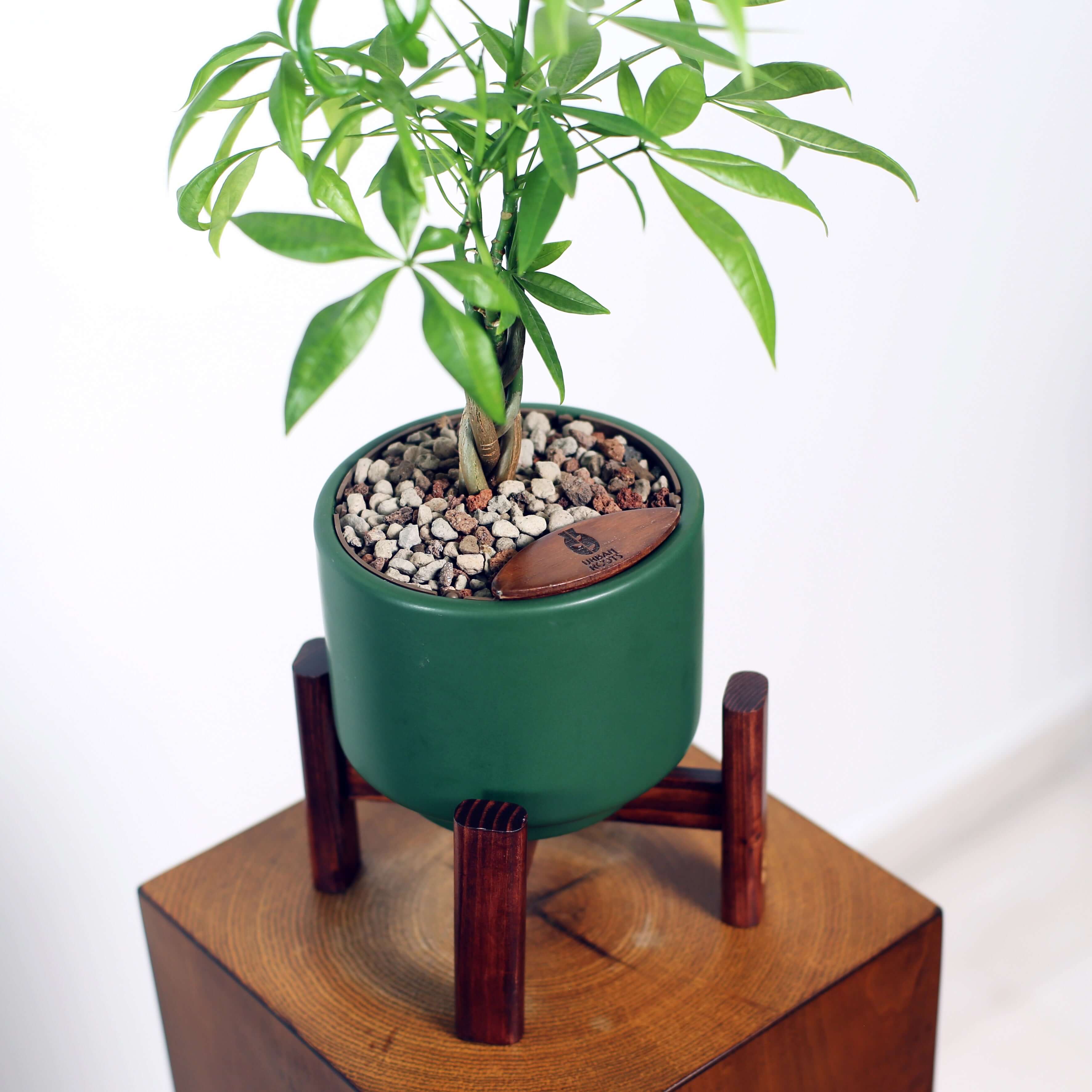 Money Tree in Haku pot (Pachira Aquatica)