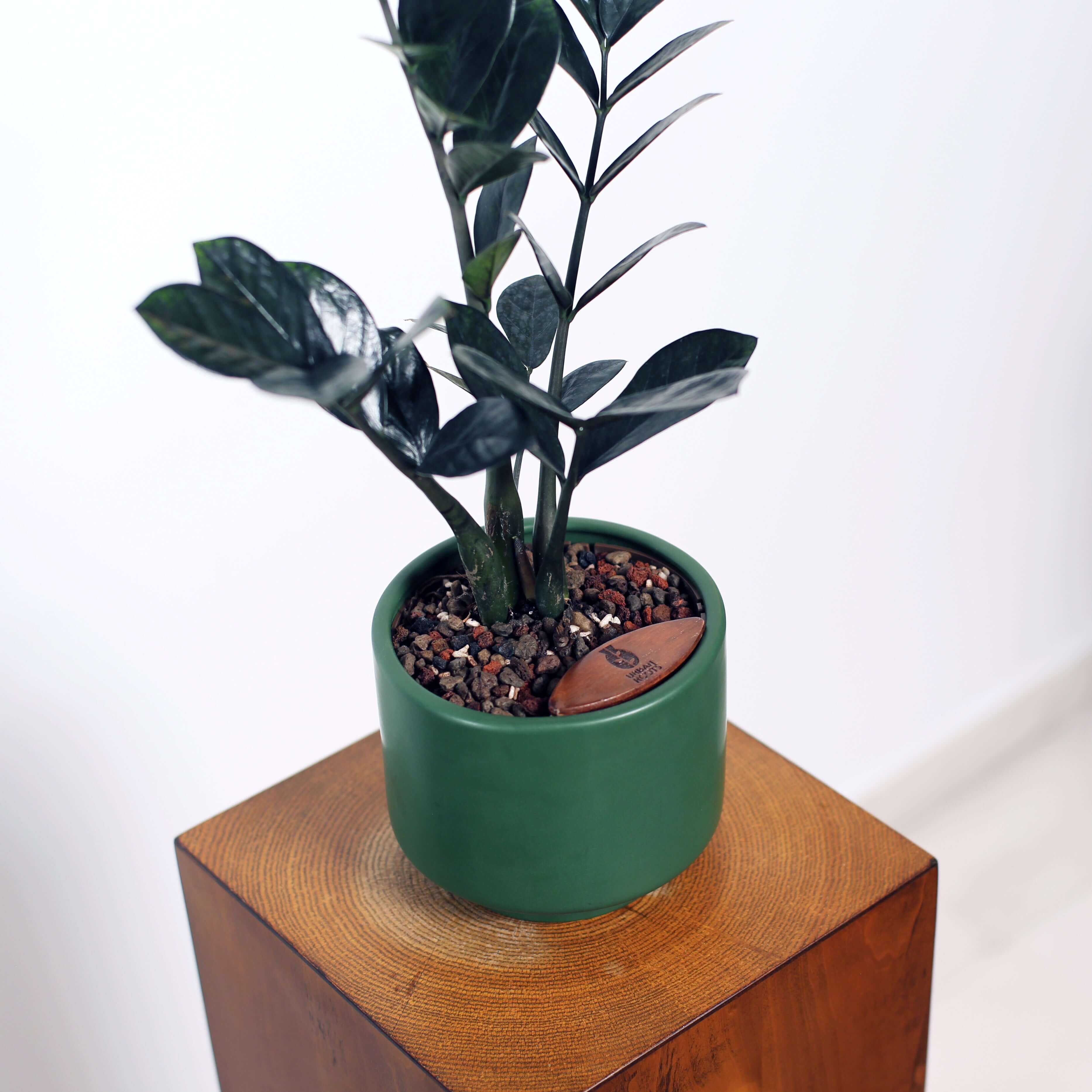 ZZ Plant in Haku pot