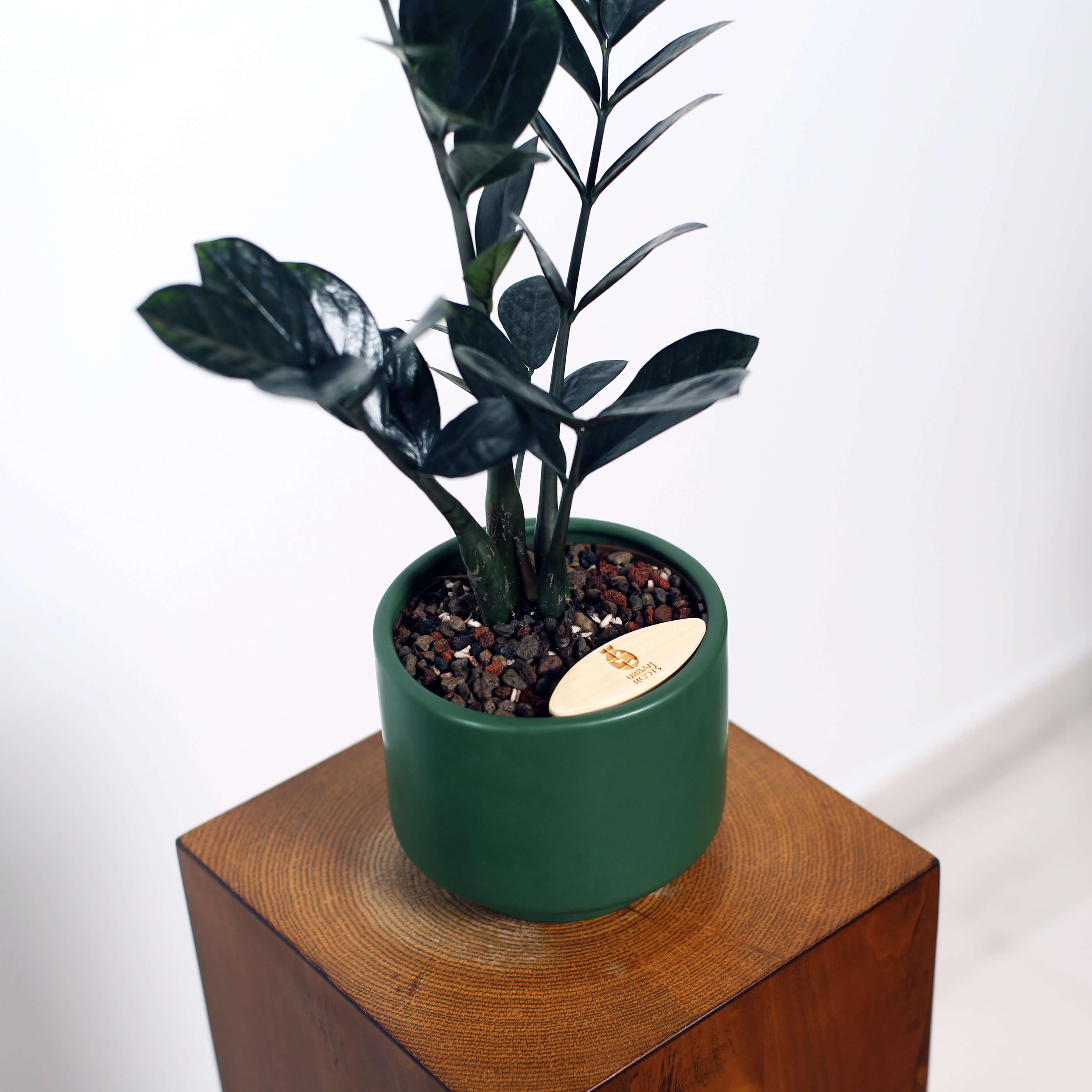 ZZ Plant in Haku pot