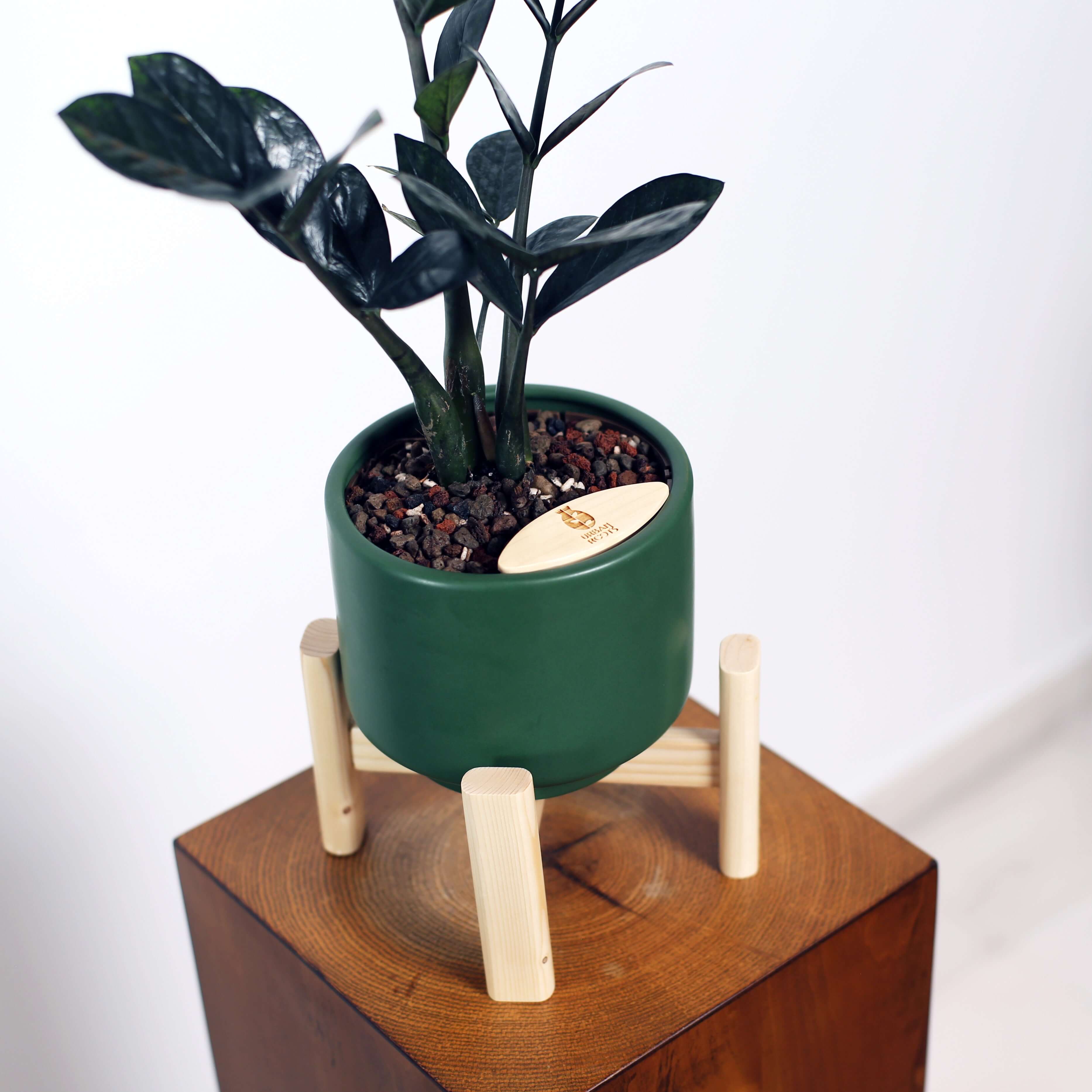 ZZ Plant in Haku pot
