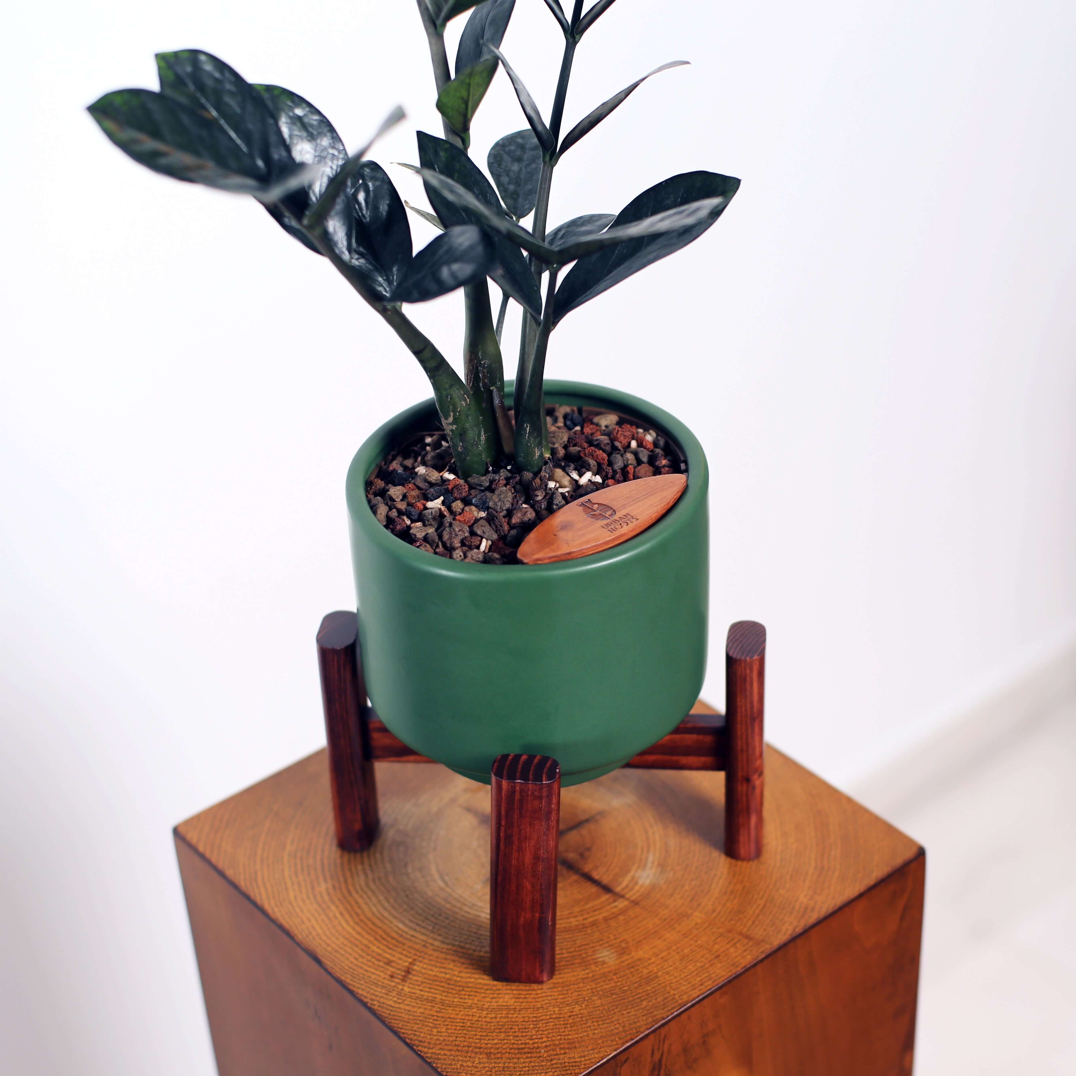 ZZ Plant in Haku pot