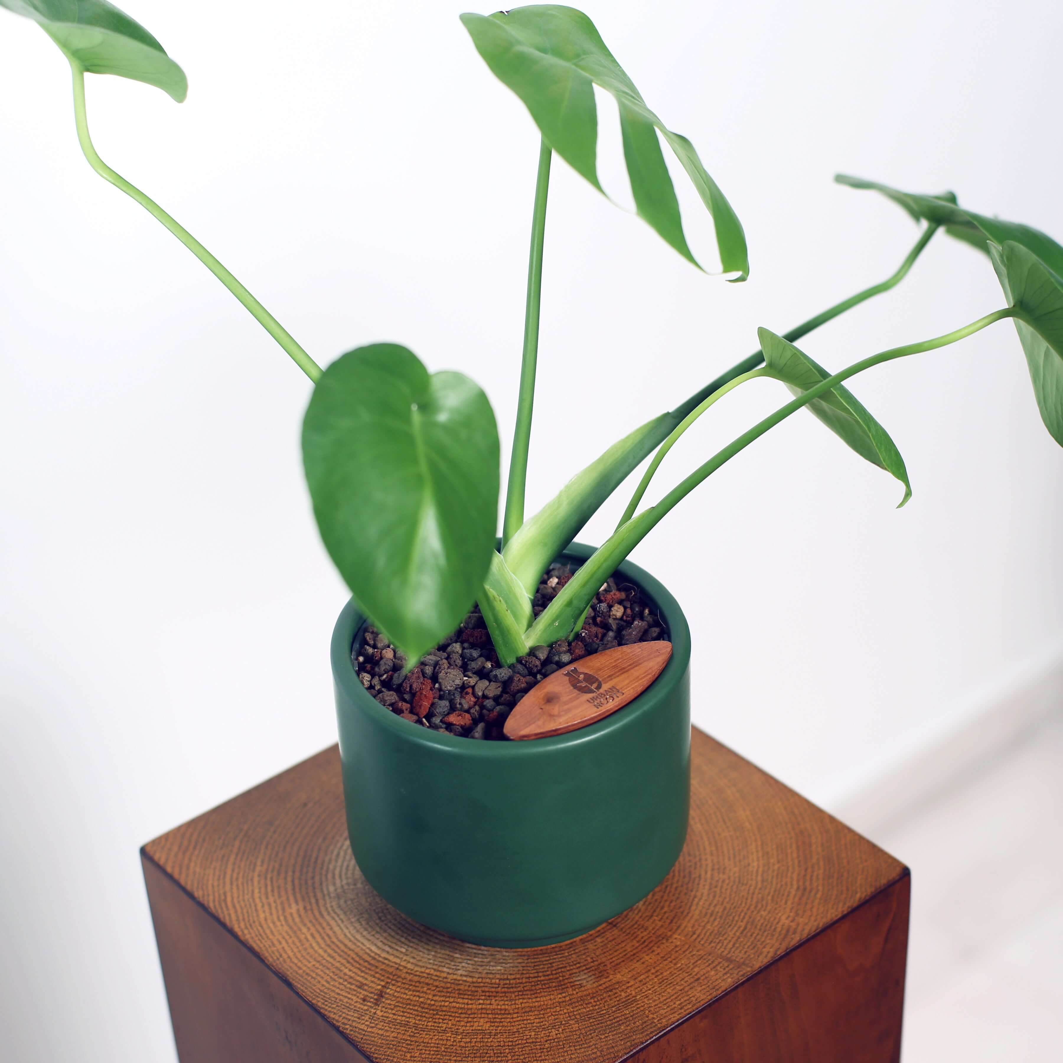 Monstera in Haku pot