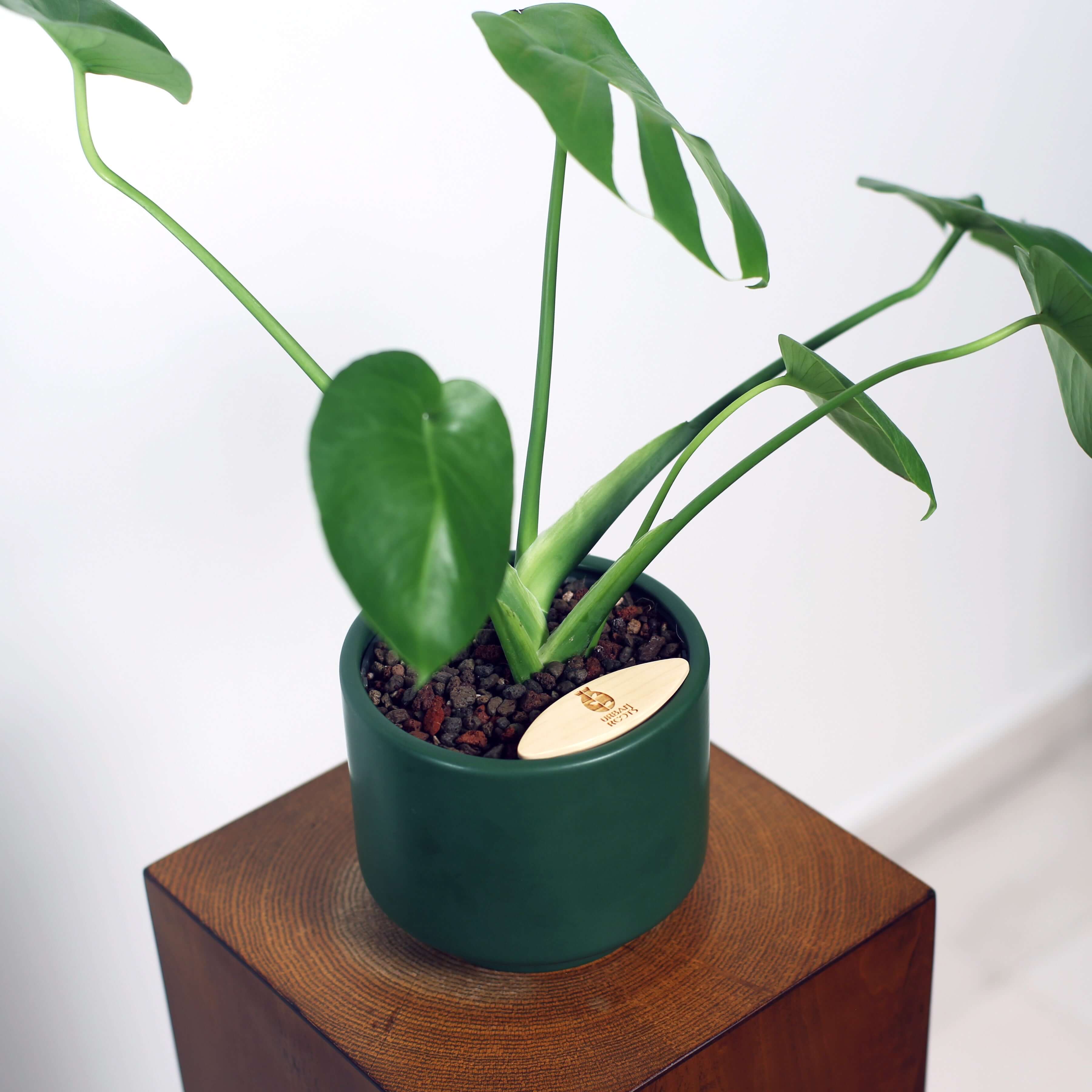Monstera in Haku pot