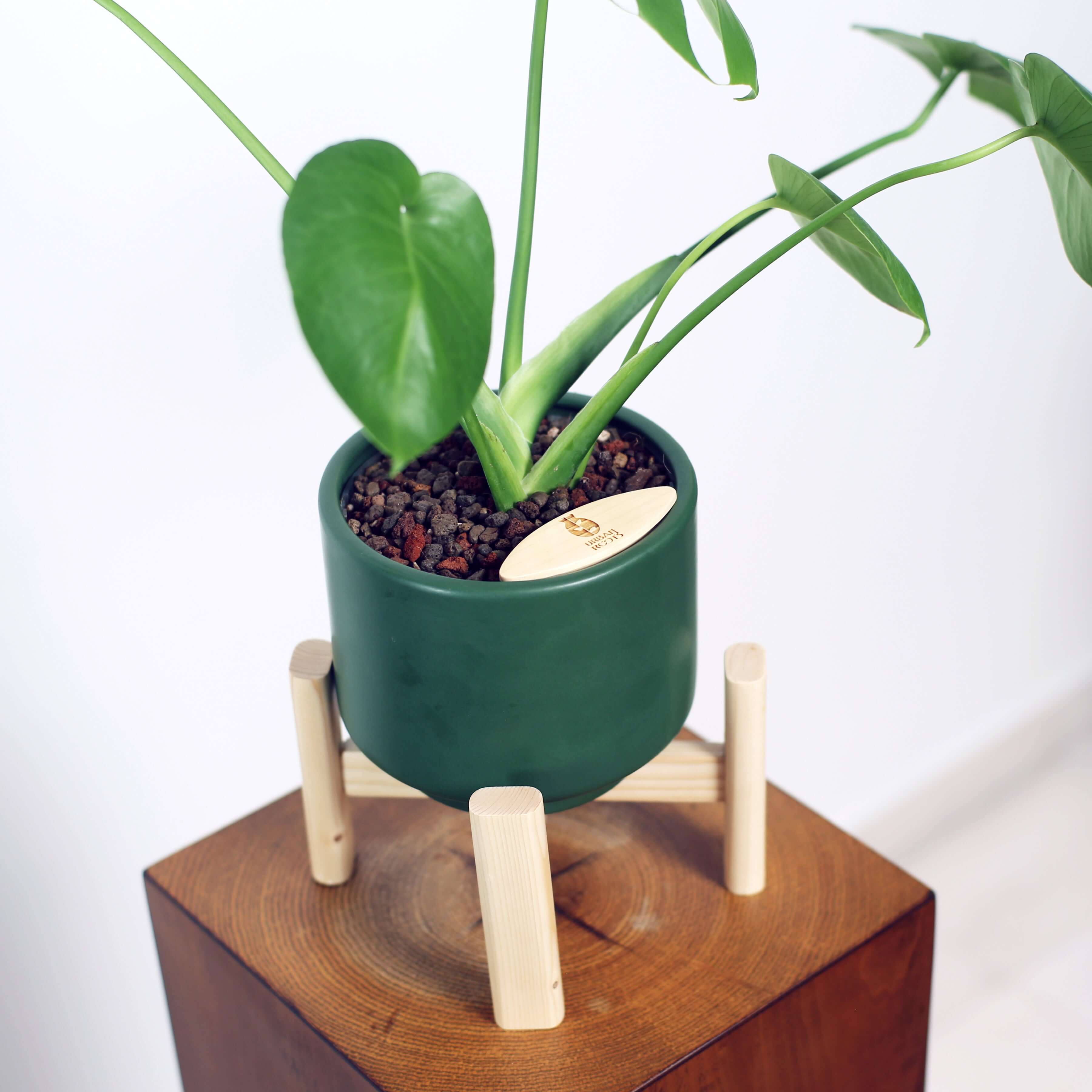 Monstera in Haku pot