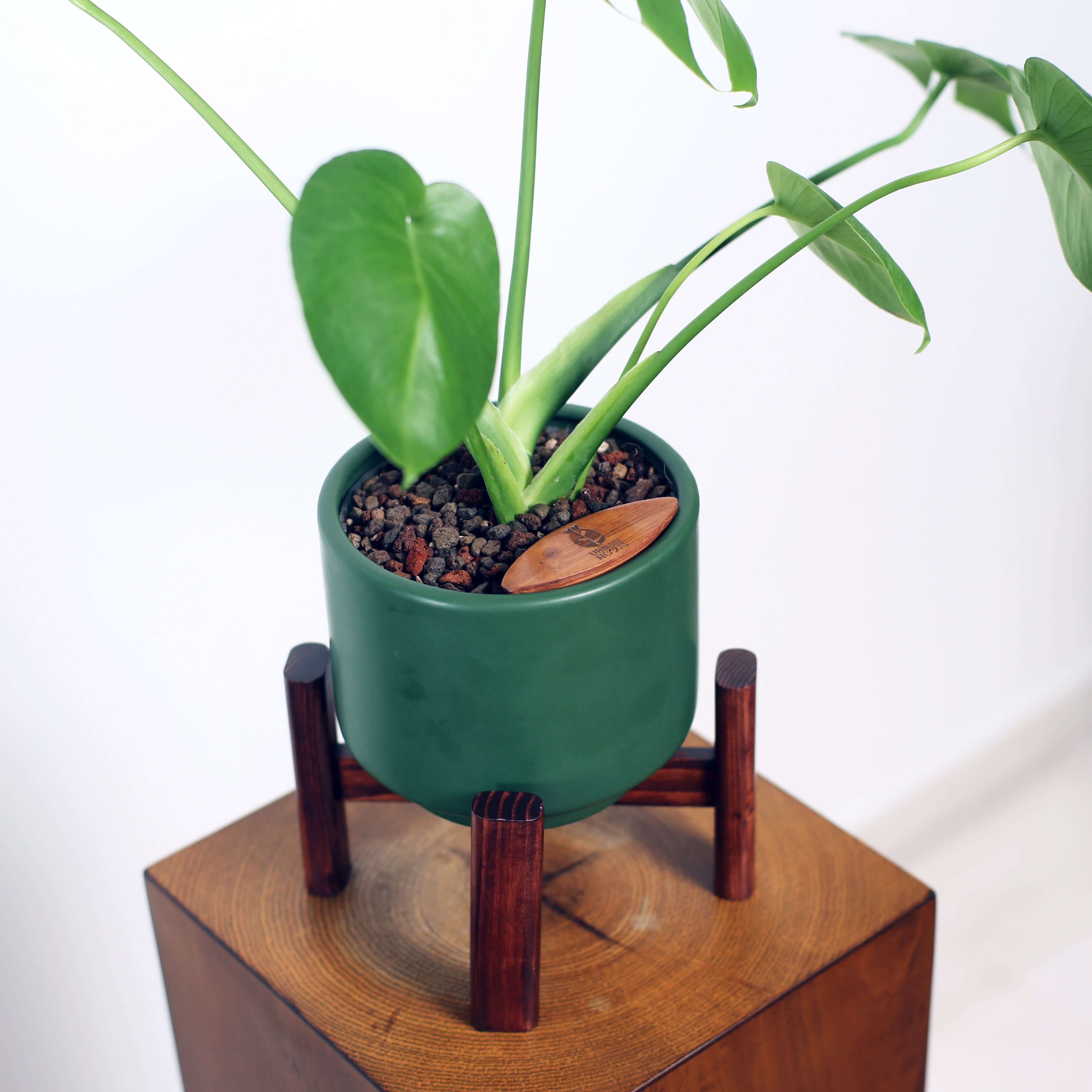 Monstera in Haku pot