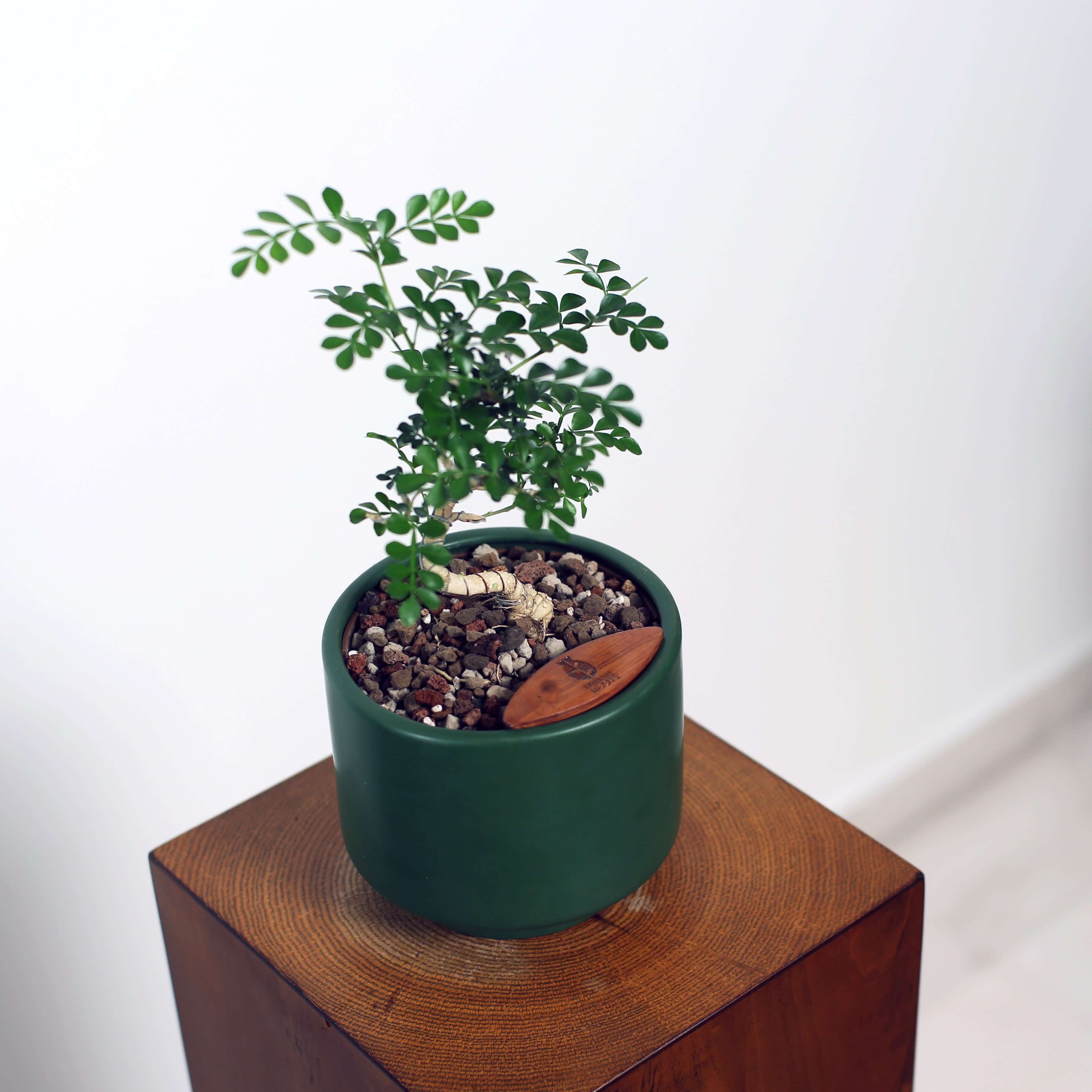 Bonsai in Haku pot (Feroniea Lucida Bonsai)
