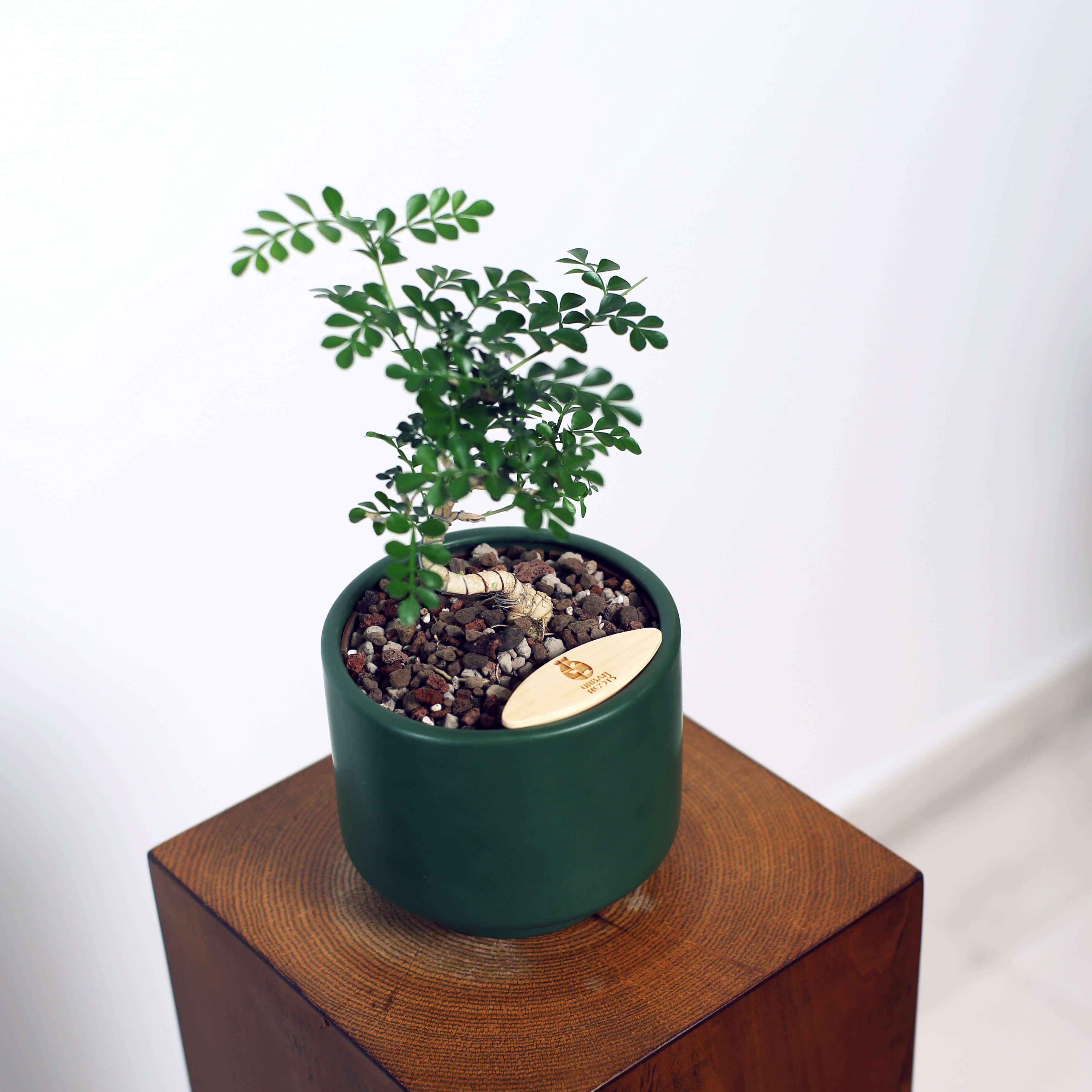 Bonsai in Haku pot (Feroniea Lucida Bonsai)