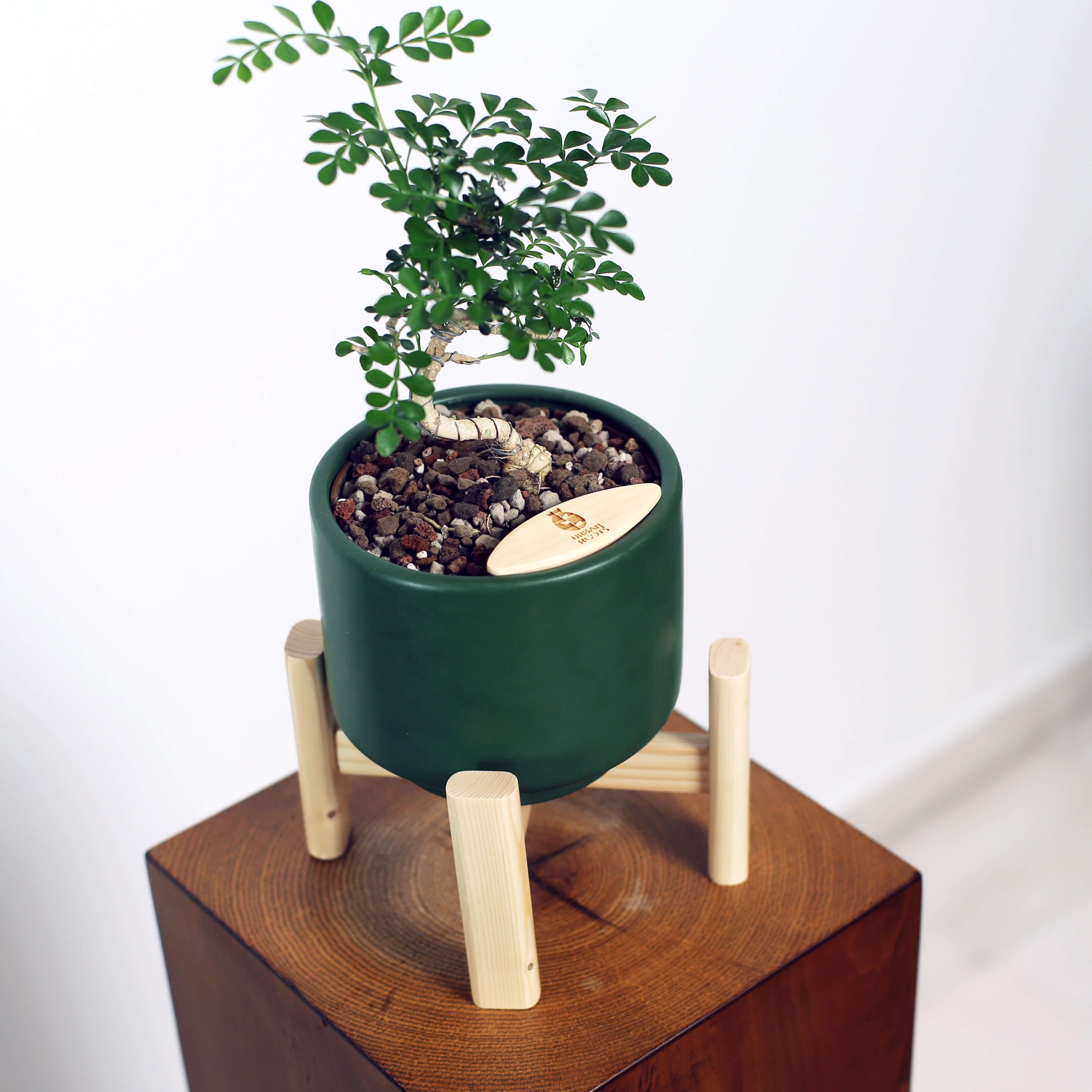 Bonsai in Haku pot (Feroniea Lucida Bonsai)