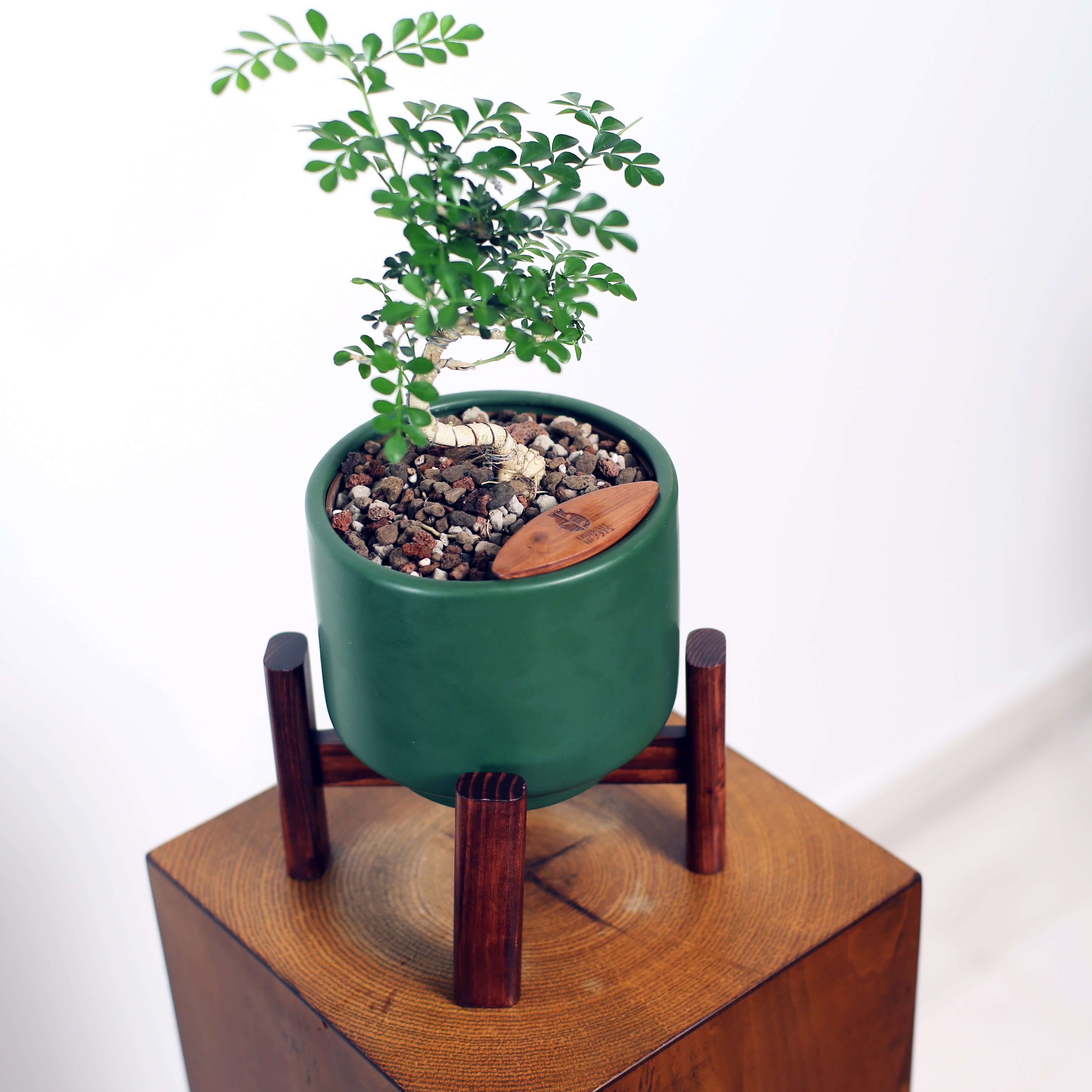Bonsai in Haku pot (Feroniea Lucida Bonsai)