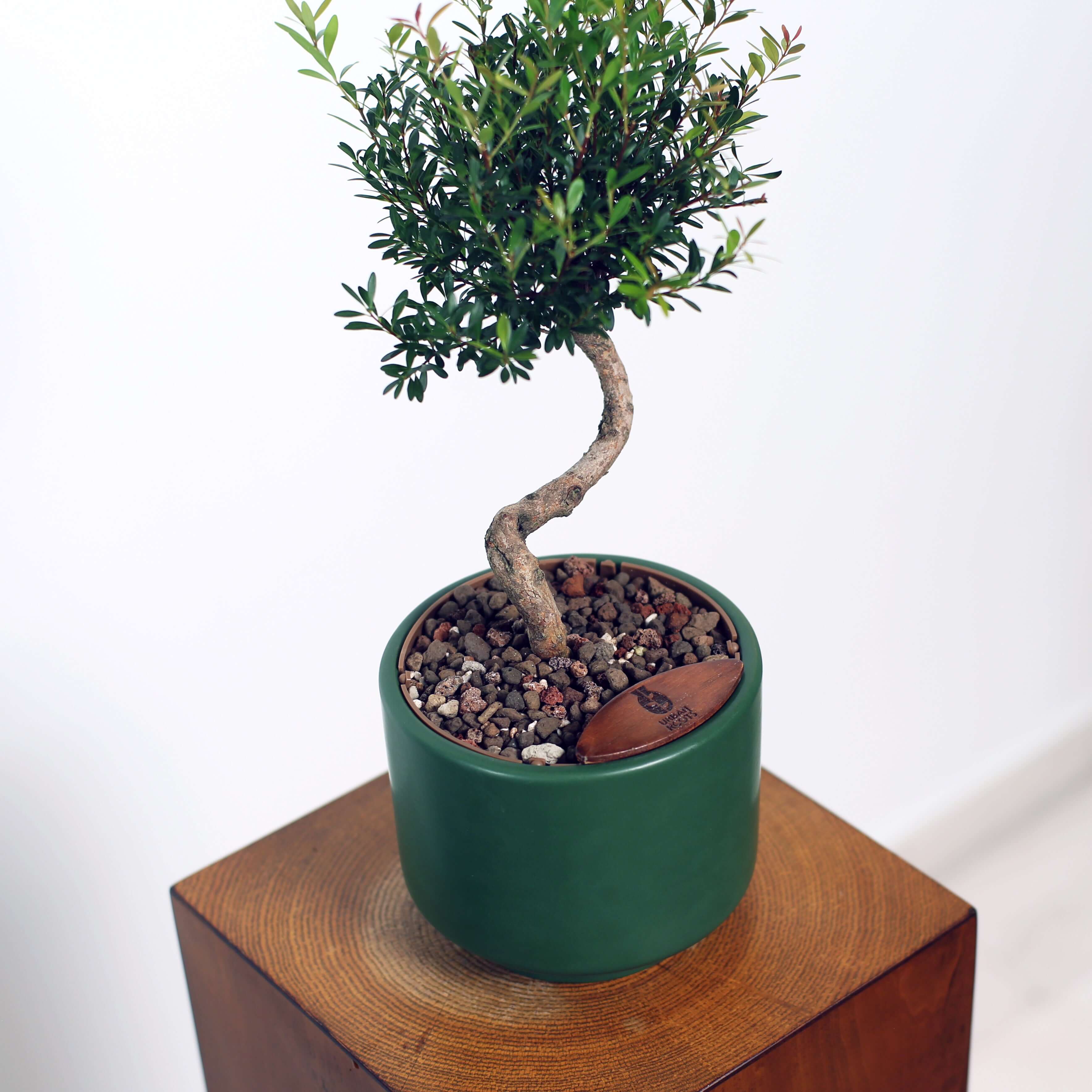 Bonsai in Haku pot (Syzygium buxifolium)