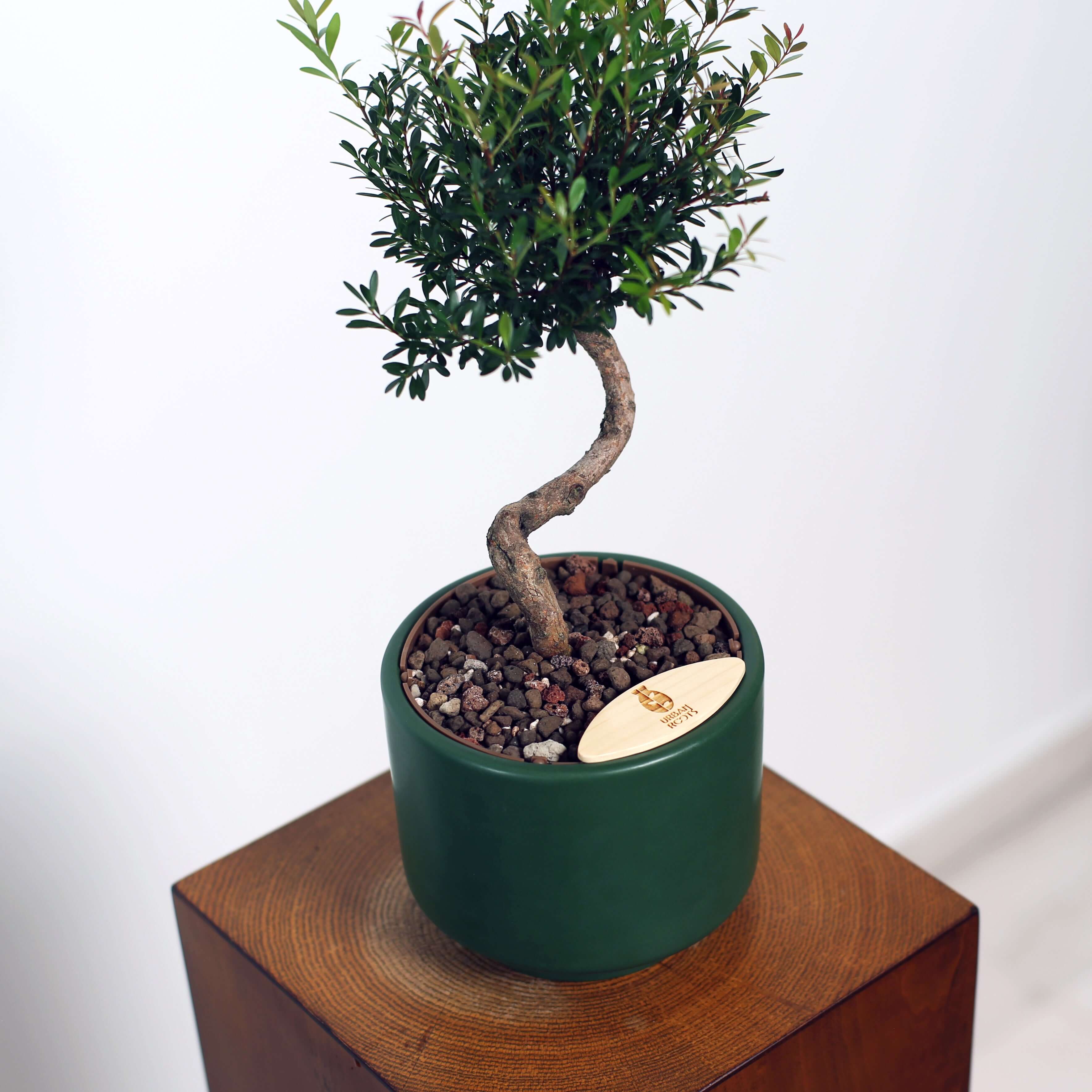 Bonsai in Haku pot (Syzygium buxifolium)