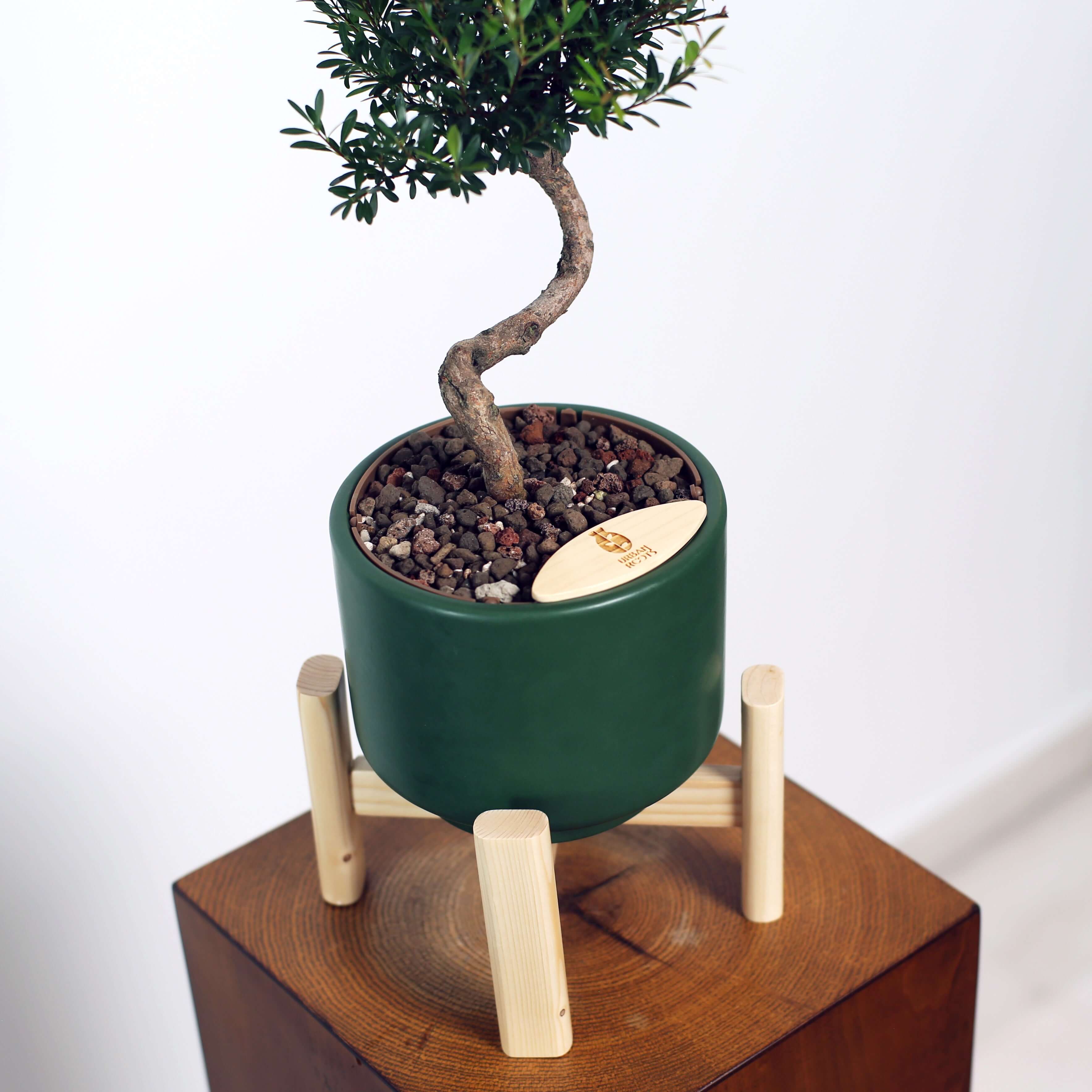 Bonsai in Haku pot (Syzygium buxifolium)