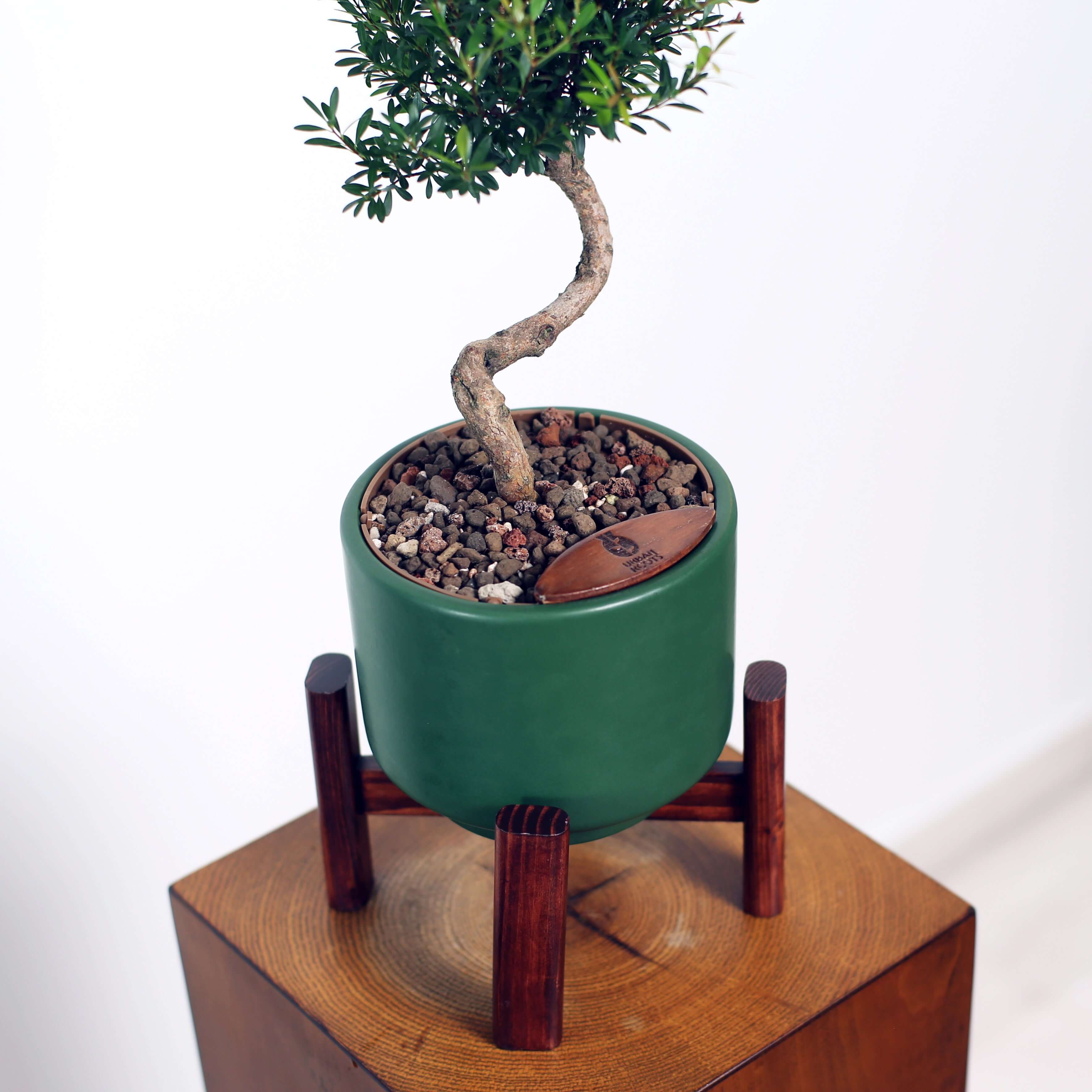 Bonsai in Haku pot (Syzygium buxifolium)