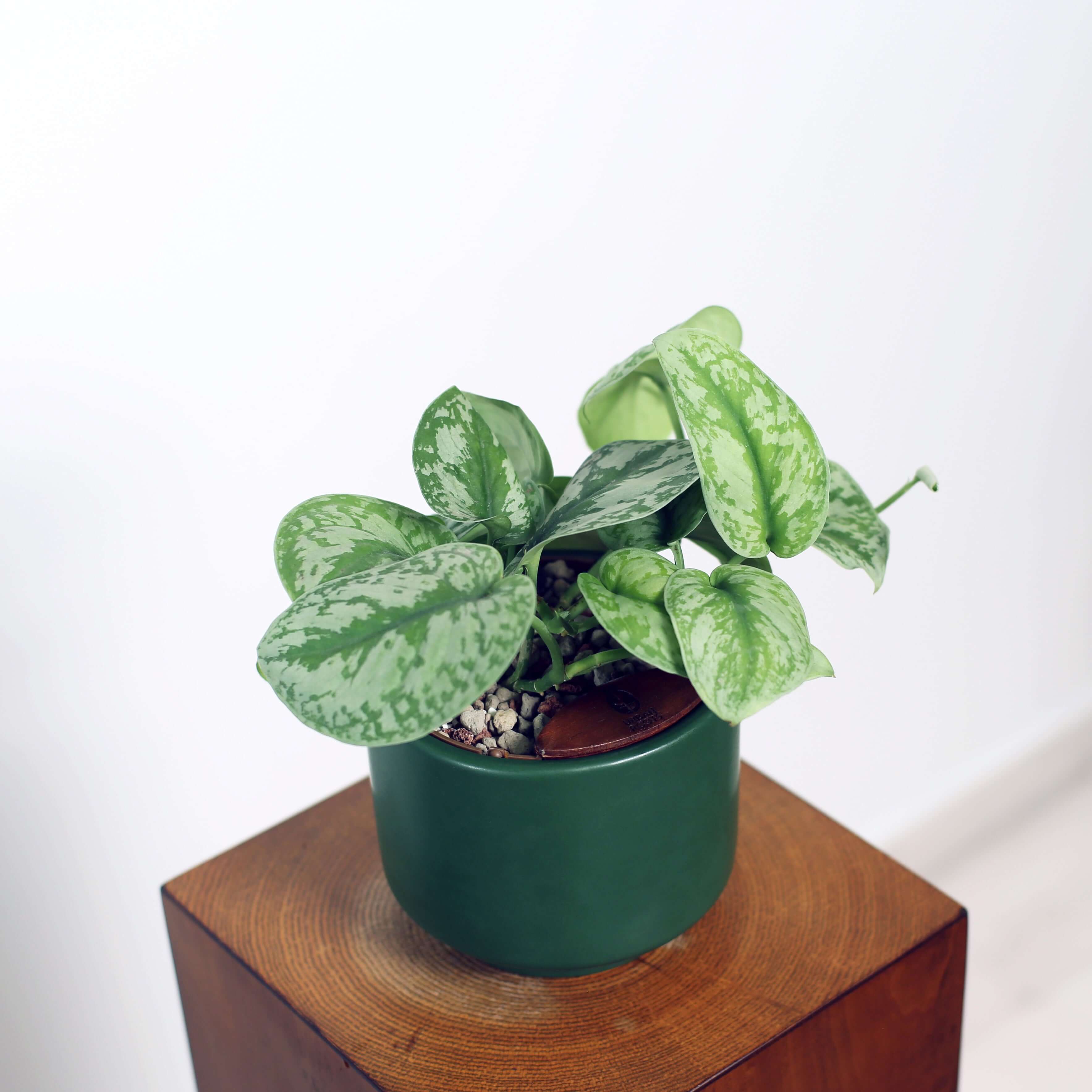 Satin Pothos in Haku pot (Scindapsus Pictus)